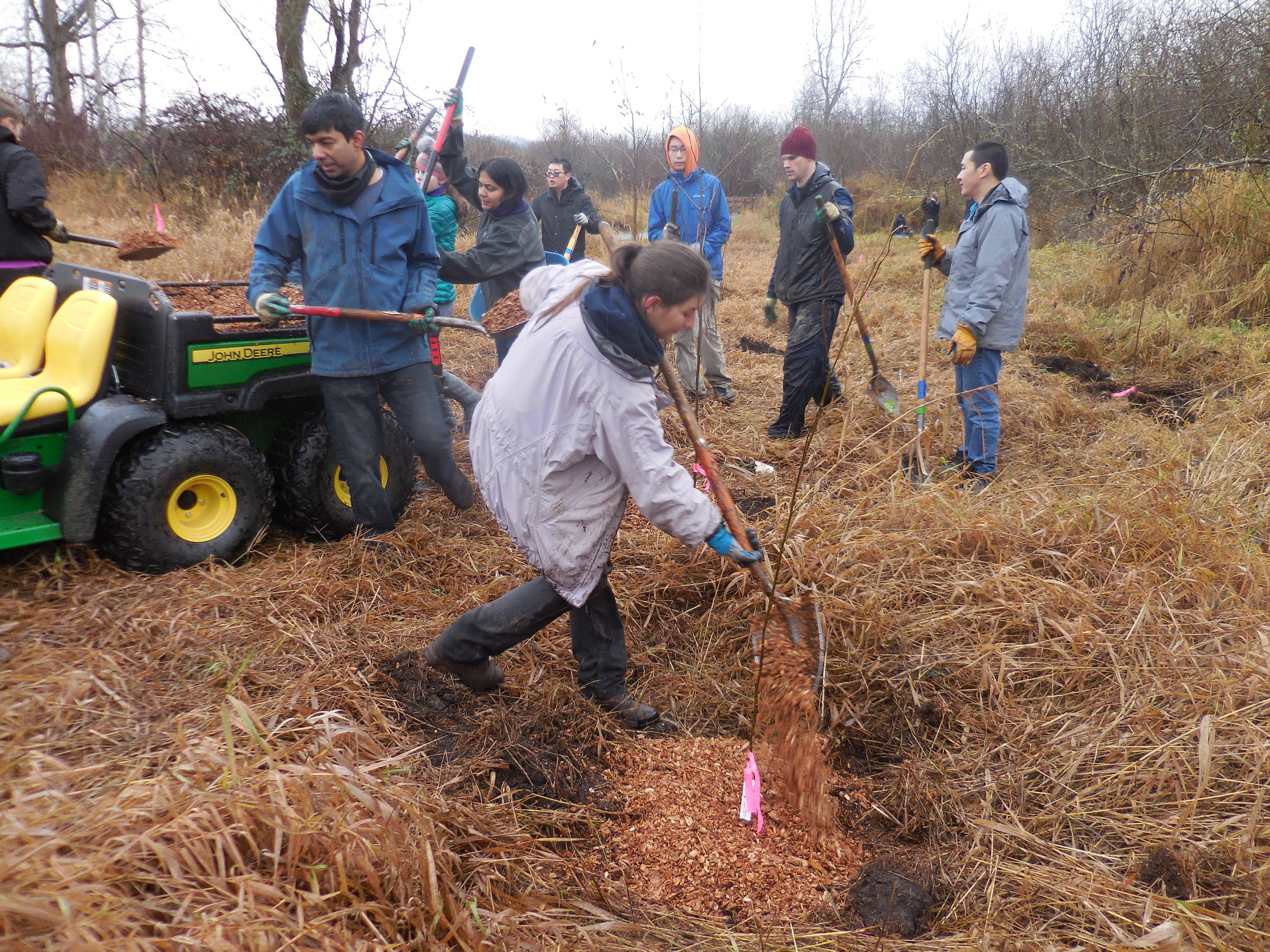 Planting Red Alder.jpg