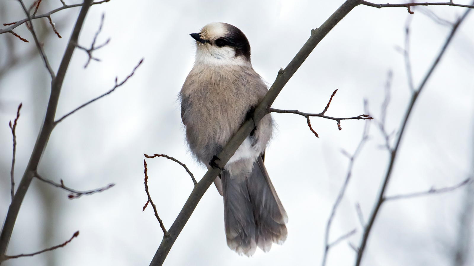 Canada Jay by Mick Thompson