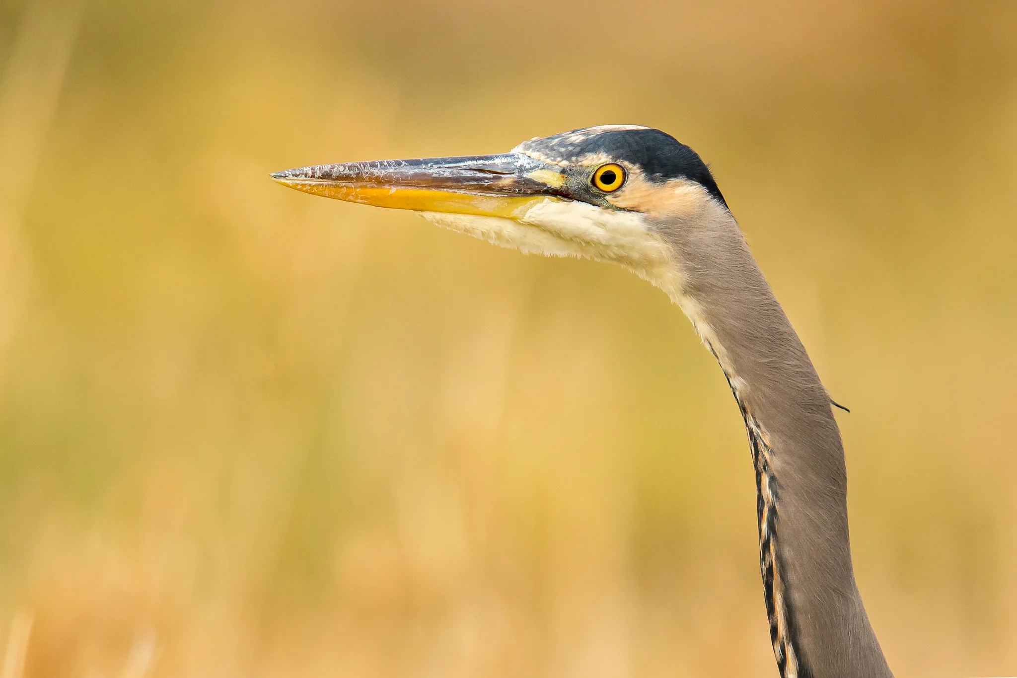 Great Blue Heron by Mick Thompson