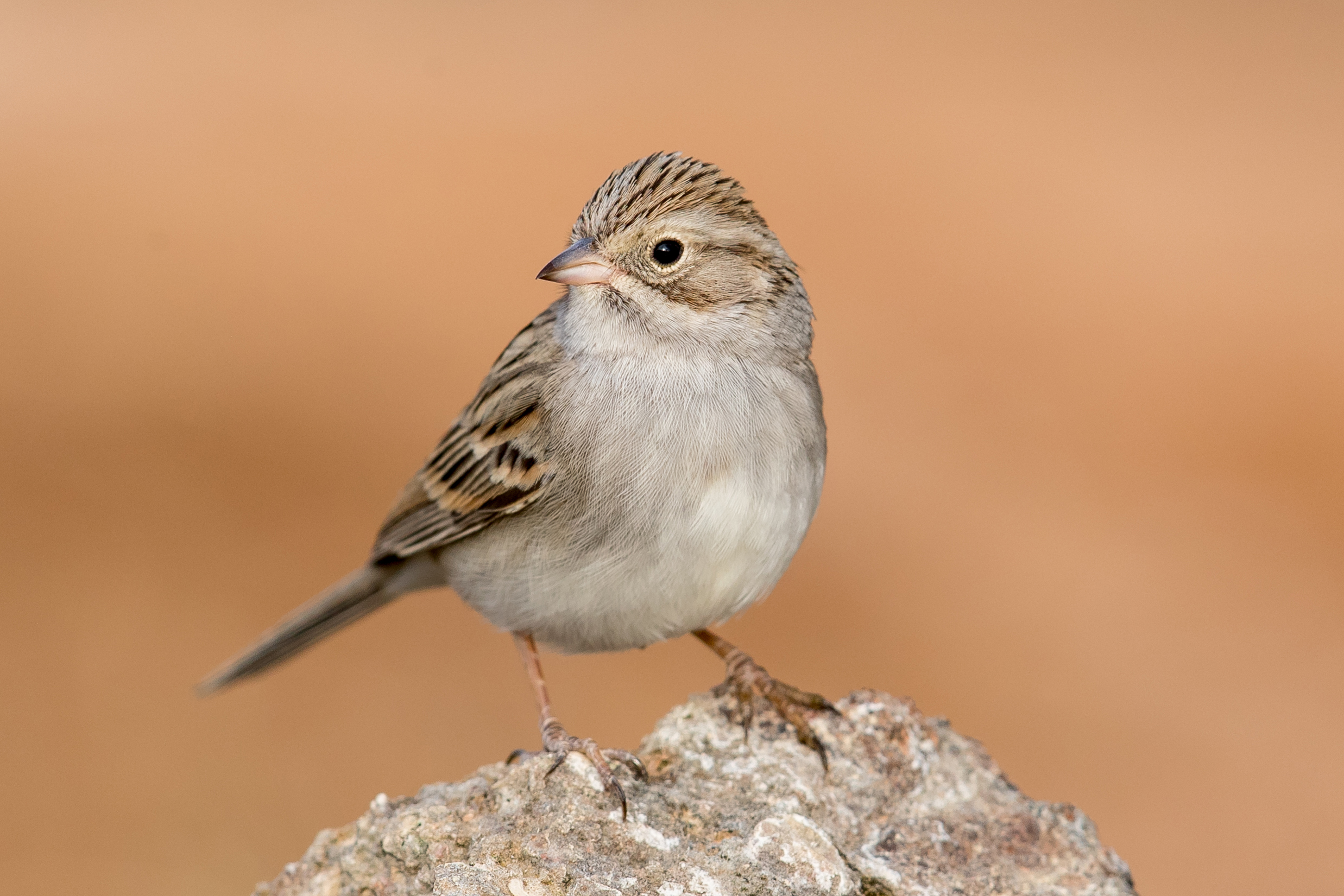 Brewer’s Sparrow by Mick Thompson
