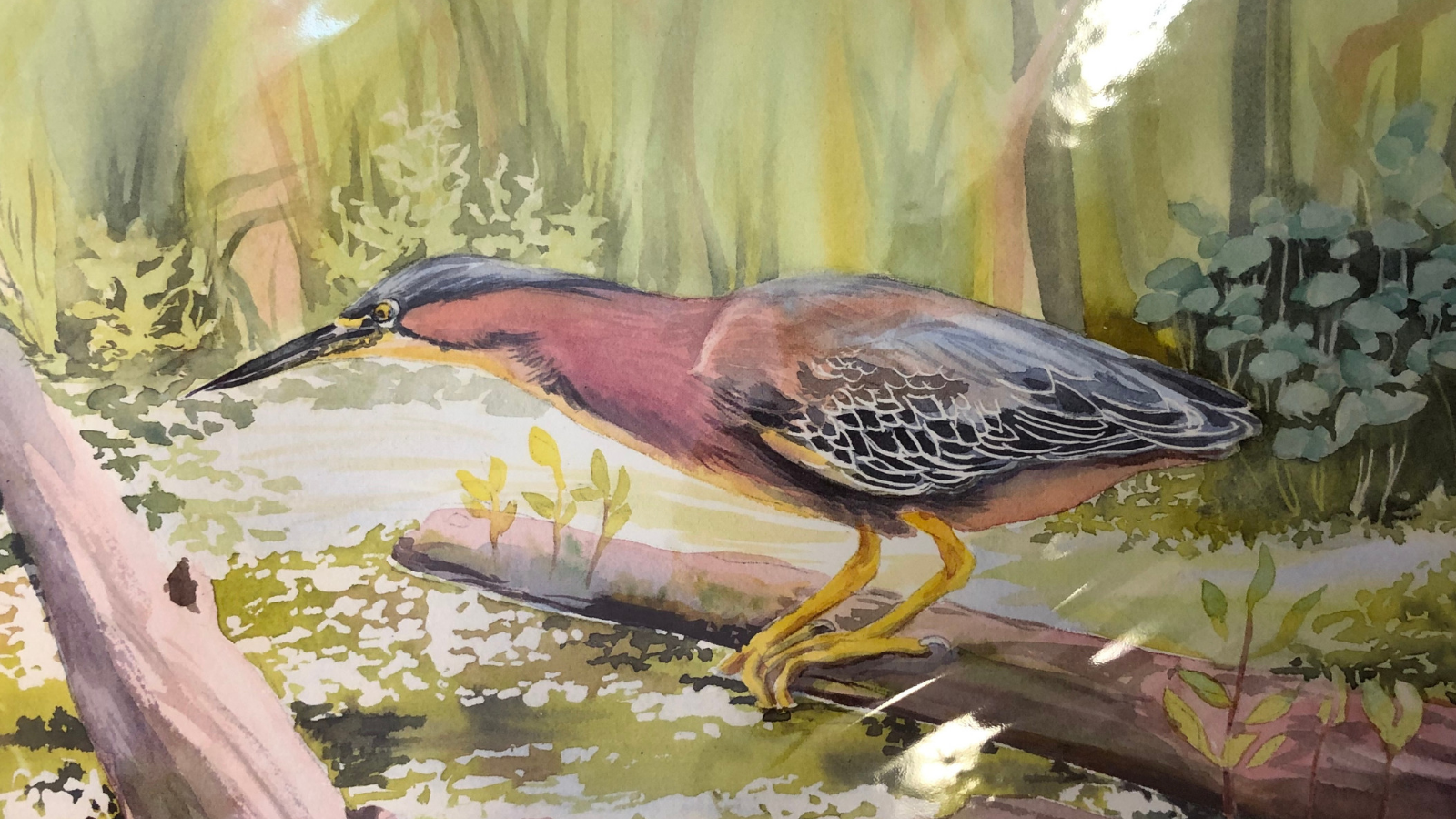 Green Heron, Union Bay by Molly Hashimoto