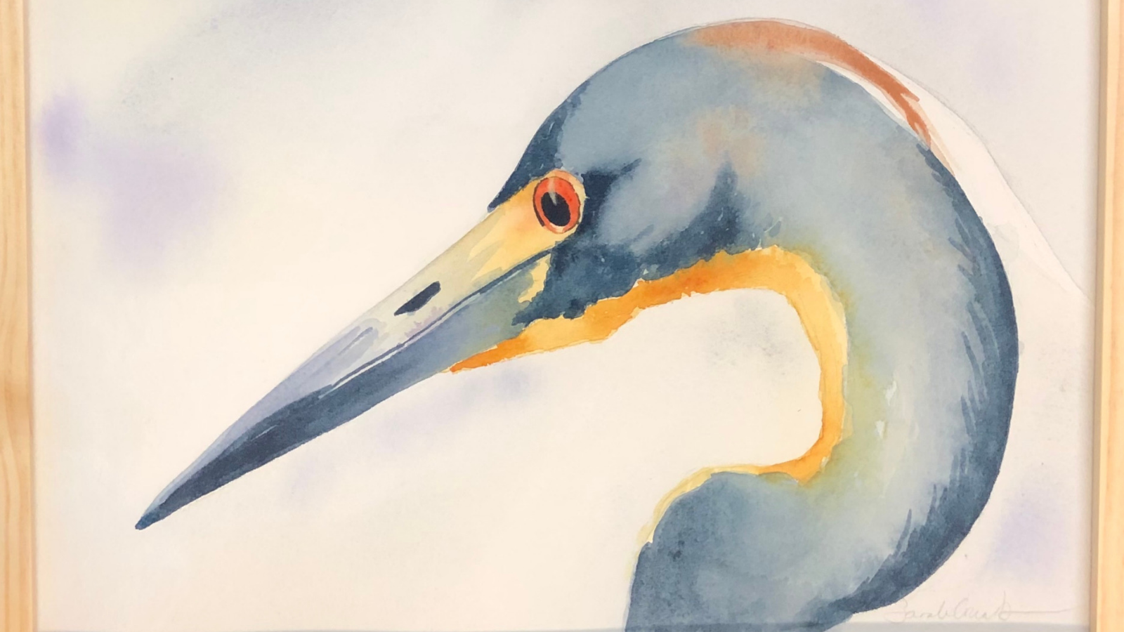 Tricolor Heron by Sarah Combs