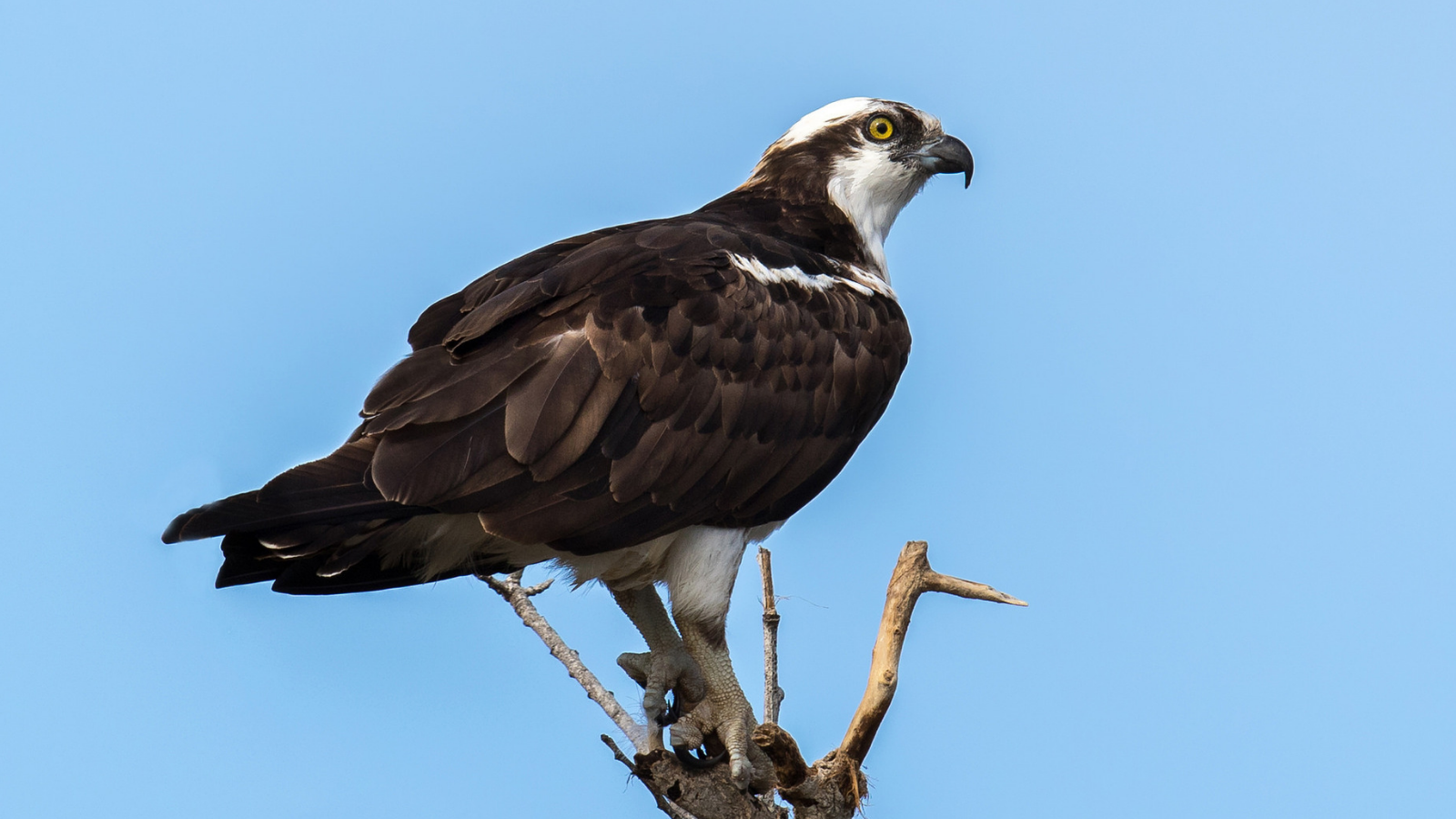 Osprey by Mick Thompson