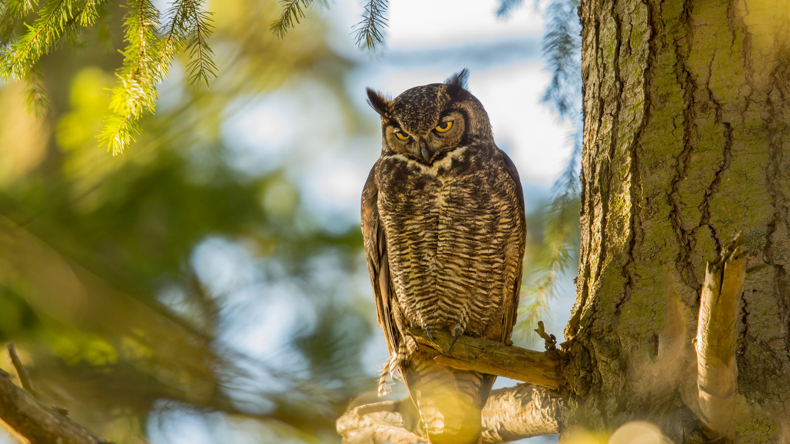 Great Horned Owl by Mick Thompson