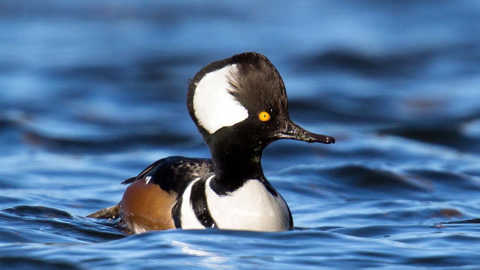 Hooded Merganser by Mick Thompson