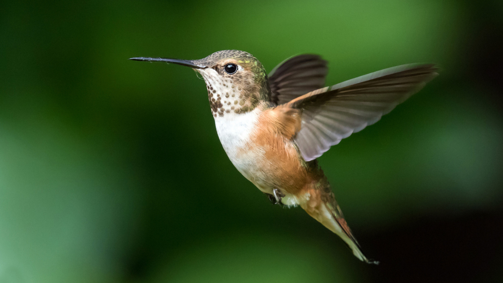 Rufous Hummingbird by Mick Thompson