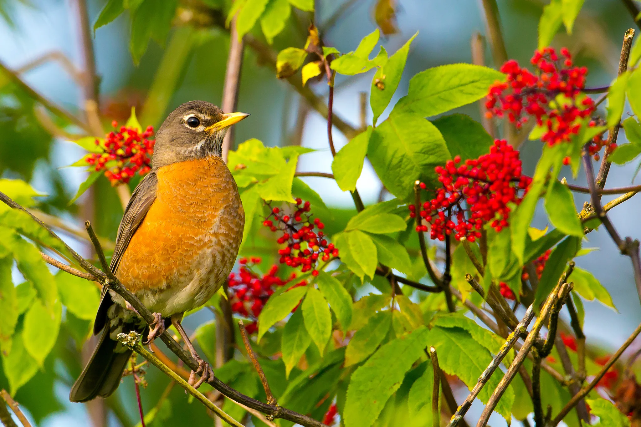 American Robin by Mick Thompson
