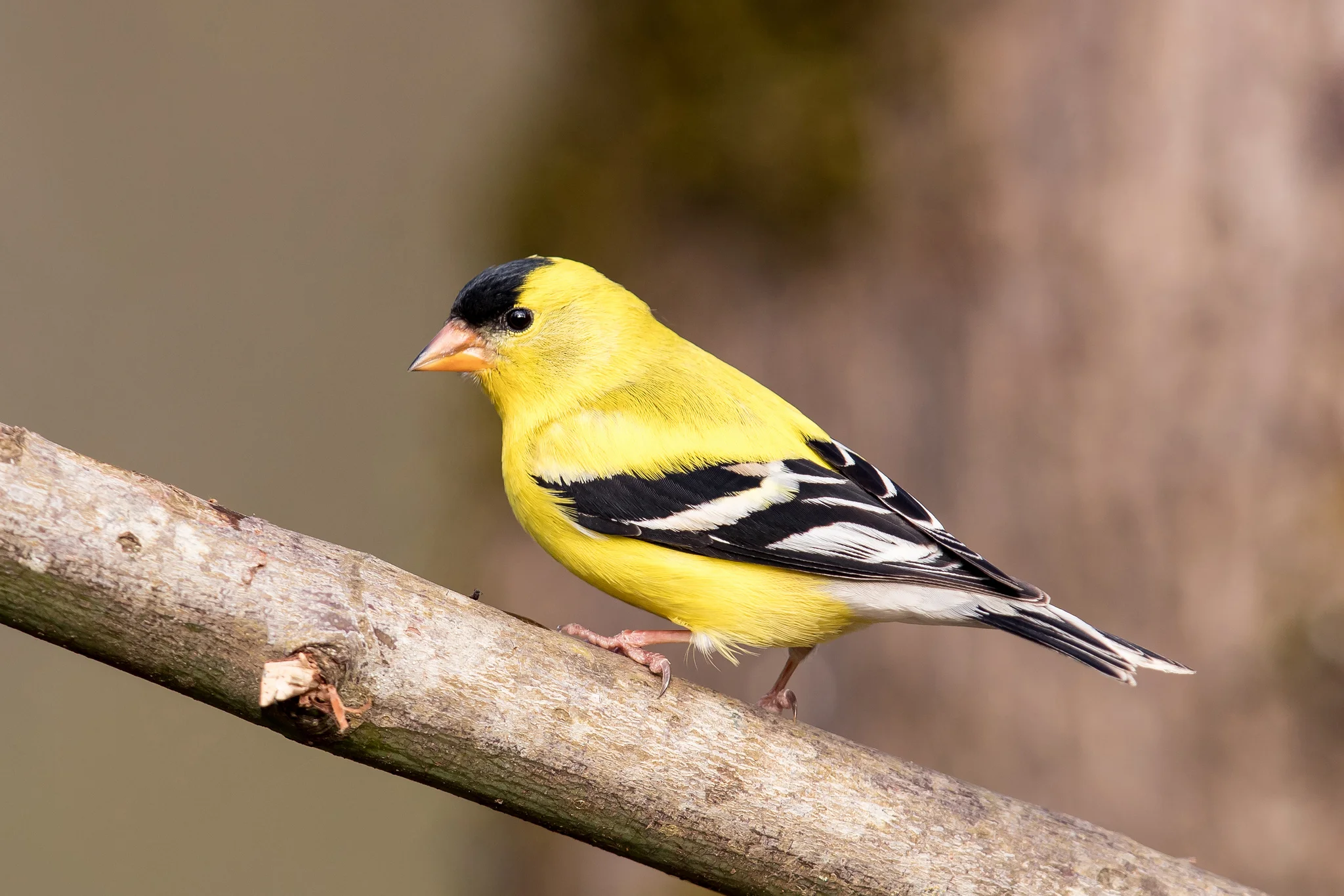 American Goldfinch by Mick Thompson