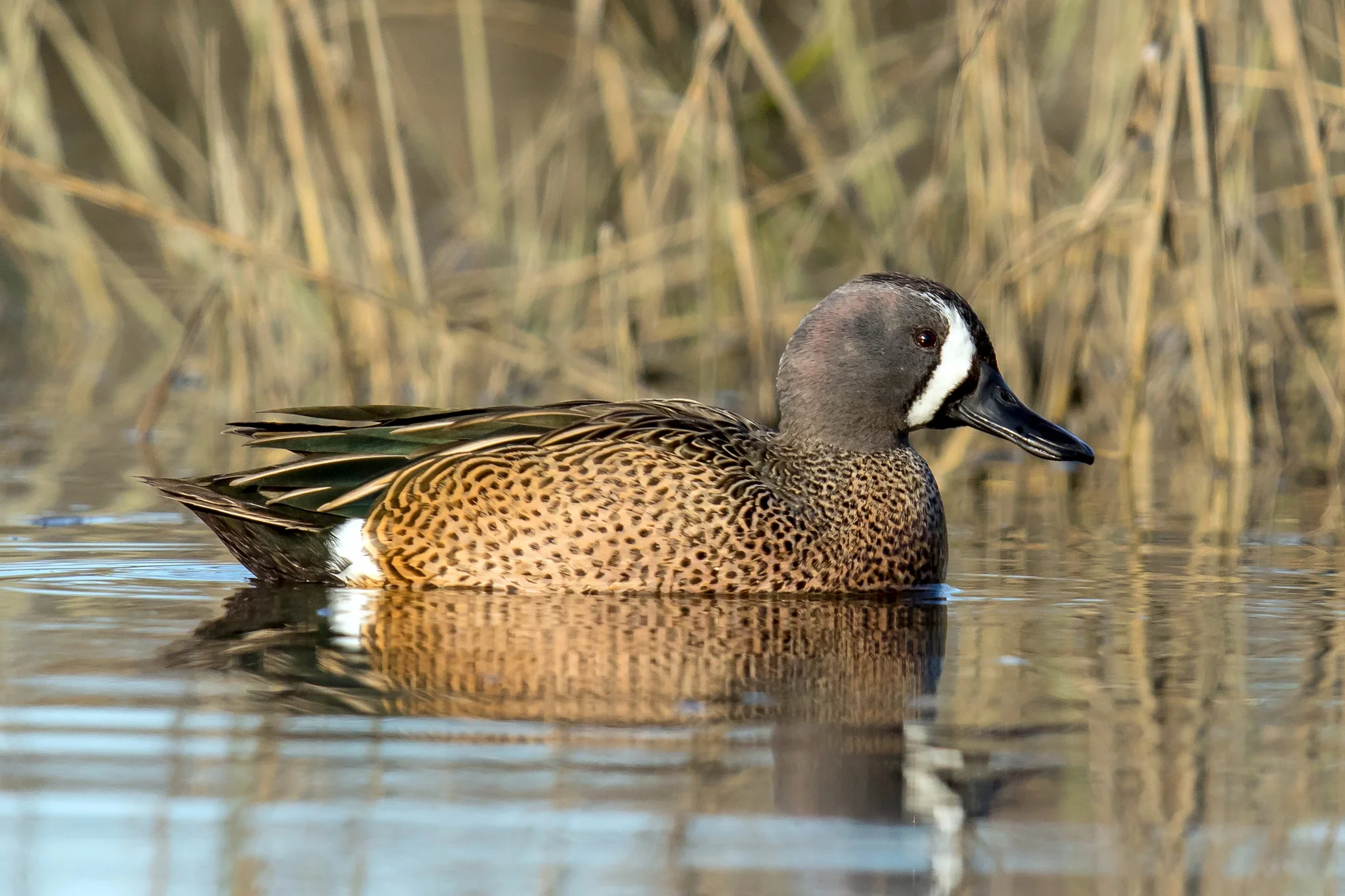 Blue-winged Teal by Mick Thompson