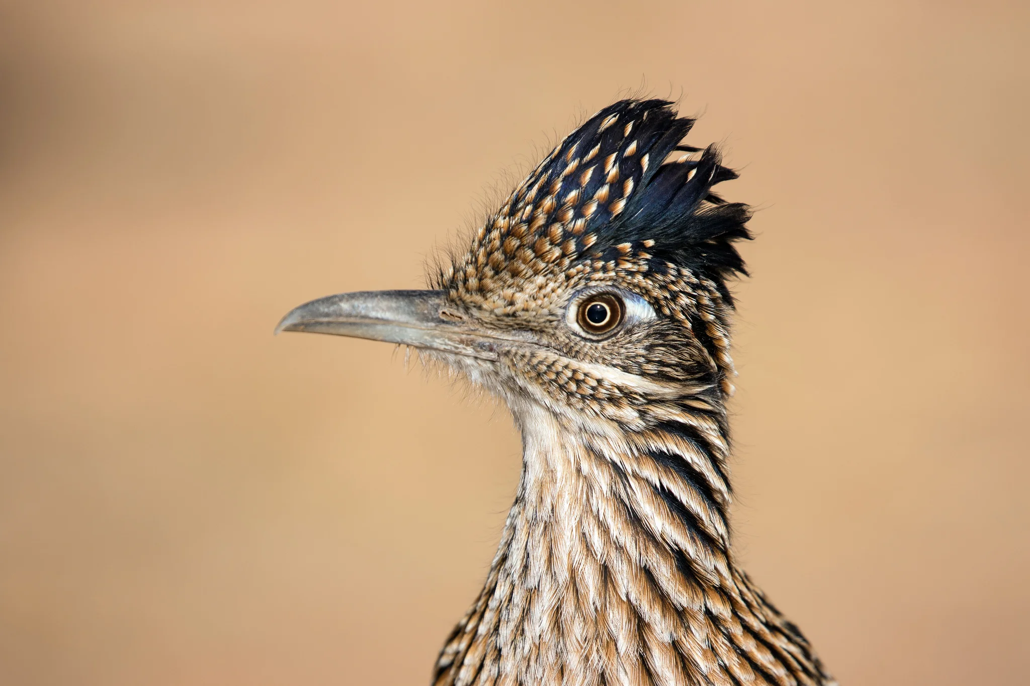 Greater Roadrunner by Mick Thompson