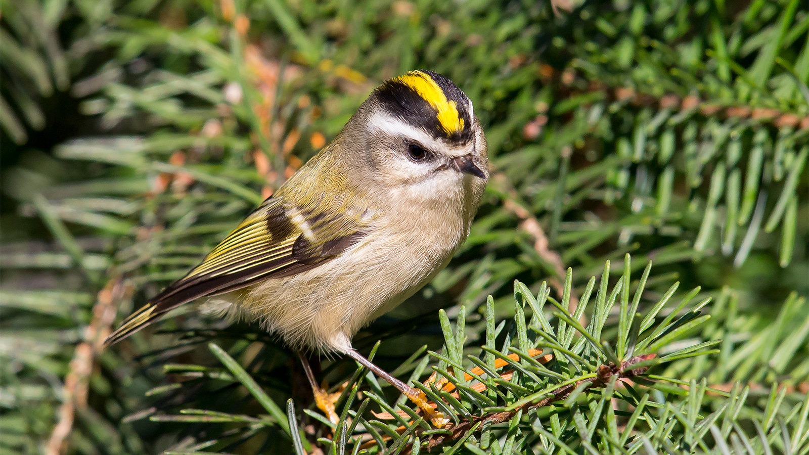 Golden-crowned Kinglet by Mick Thompson