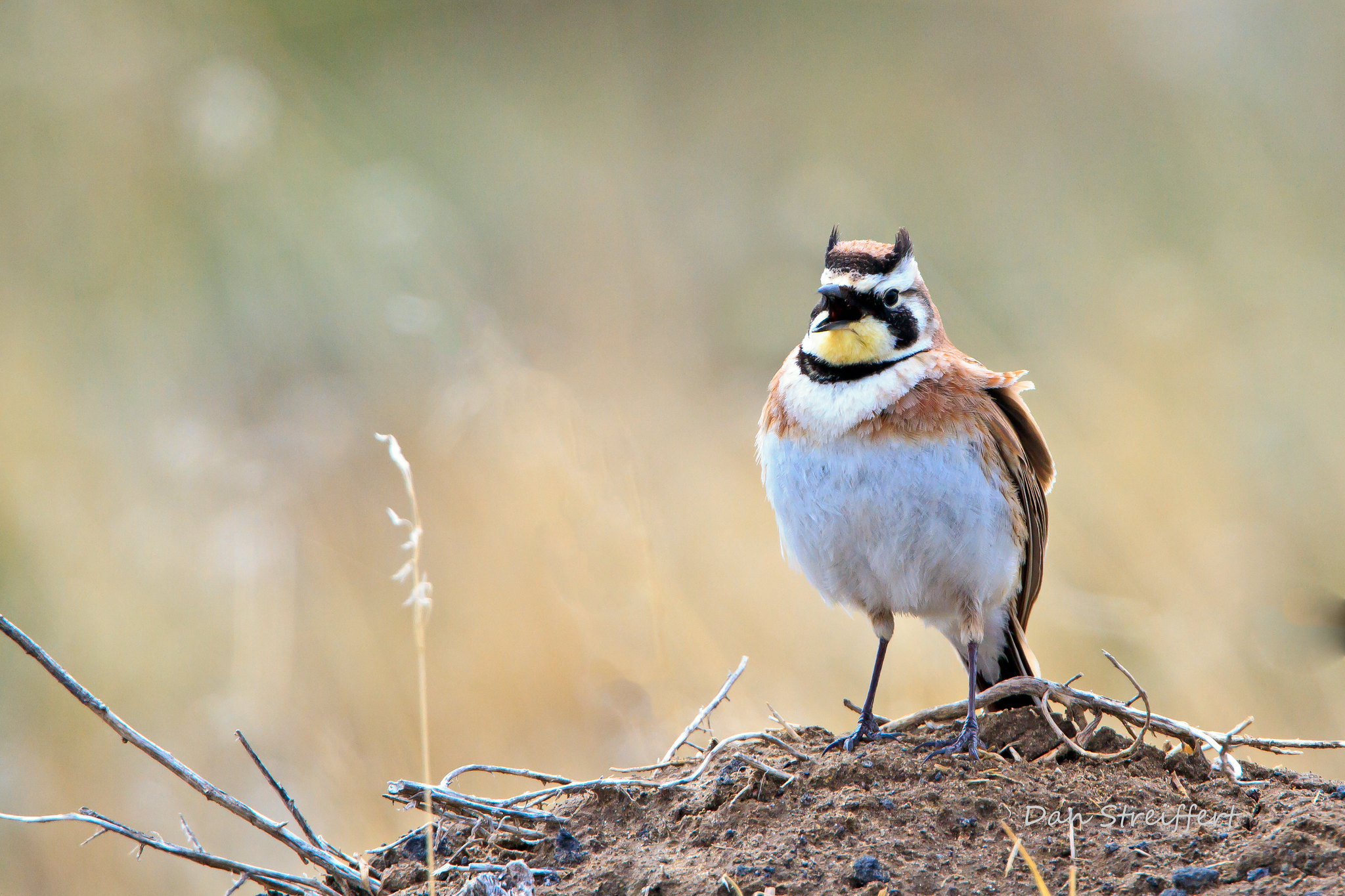Horned Lark Eastside Audubon Society Horned Lark Eastside Audubon Society