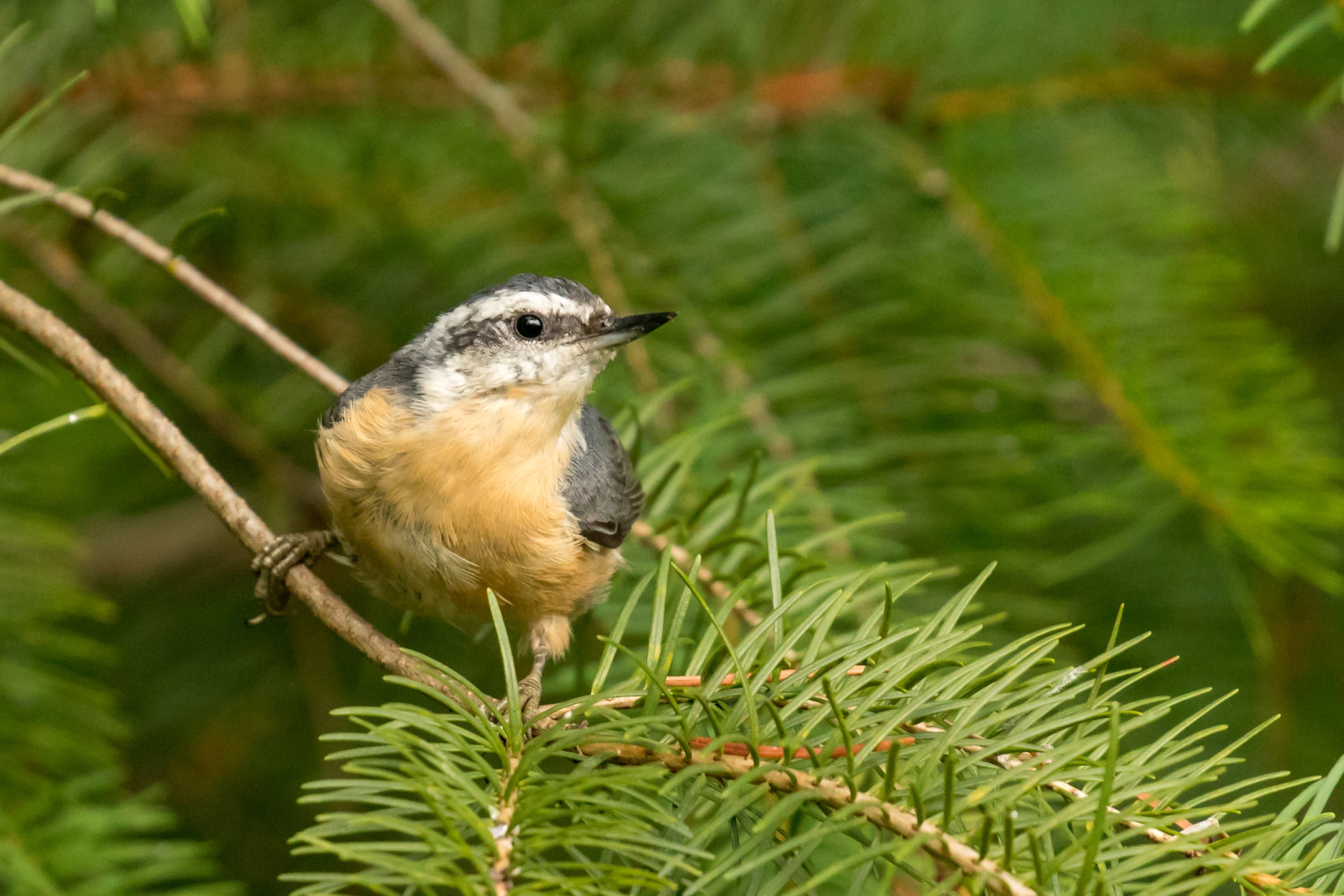 Red-breasted Nuthatch by Mick Thompson