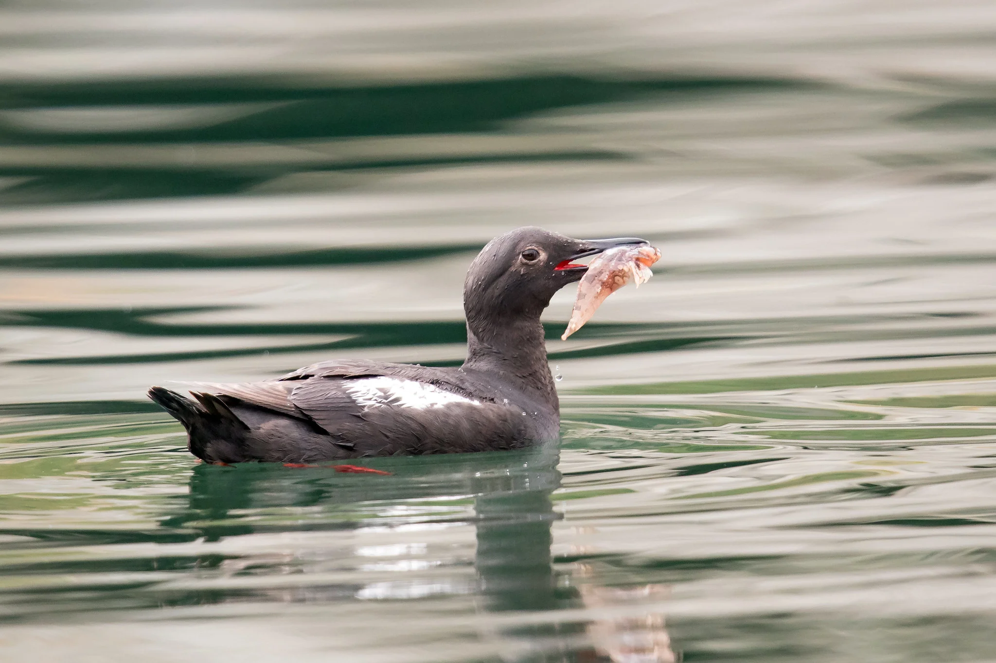 Pigeon Guillemot by Mick Thompson
