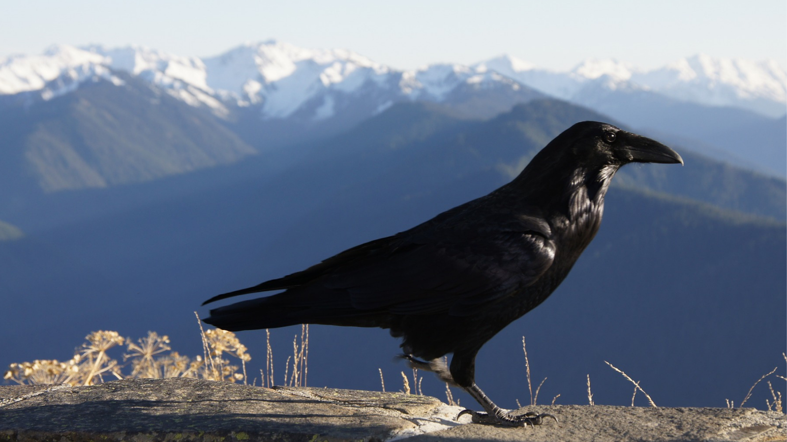 Common Raven at Hurricane Ridge