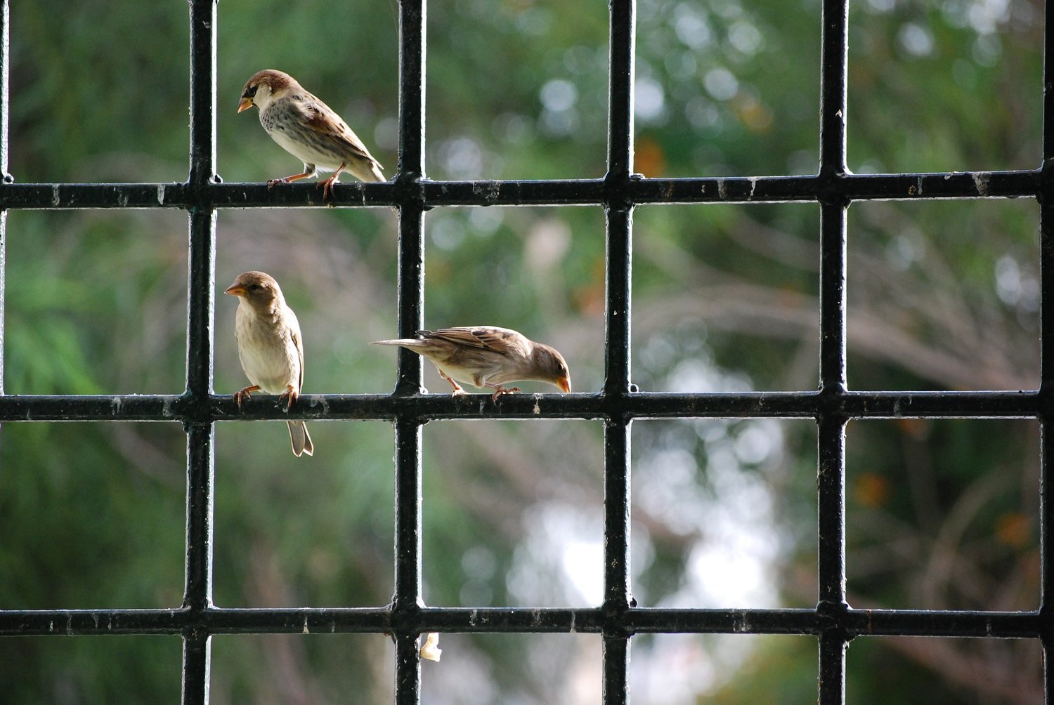 Why Do Birds Fly into Windows 