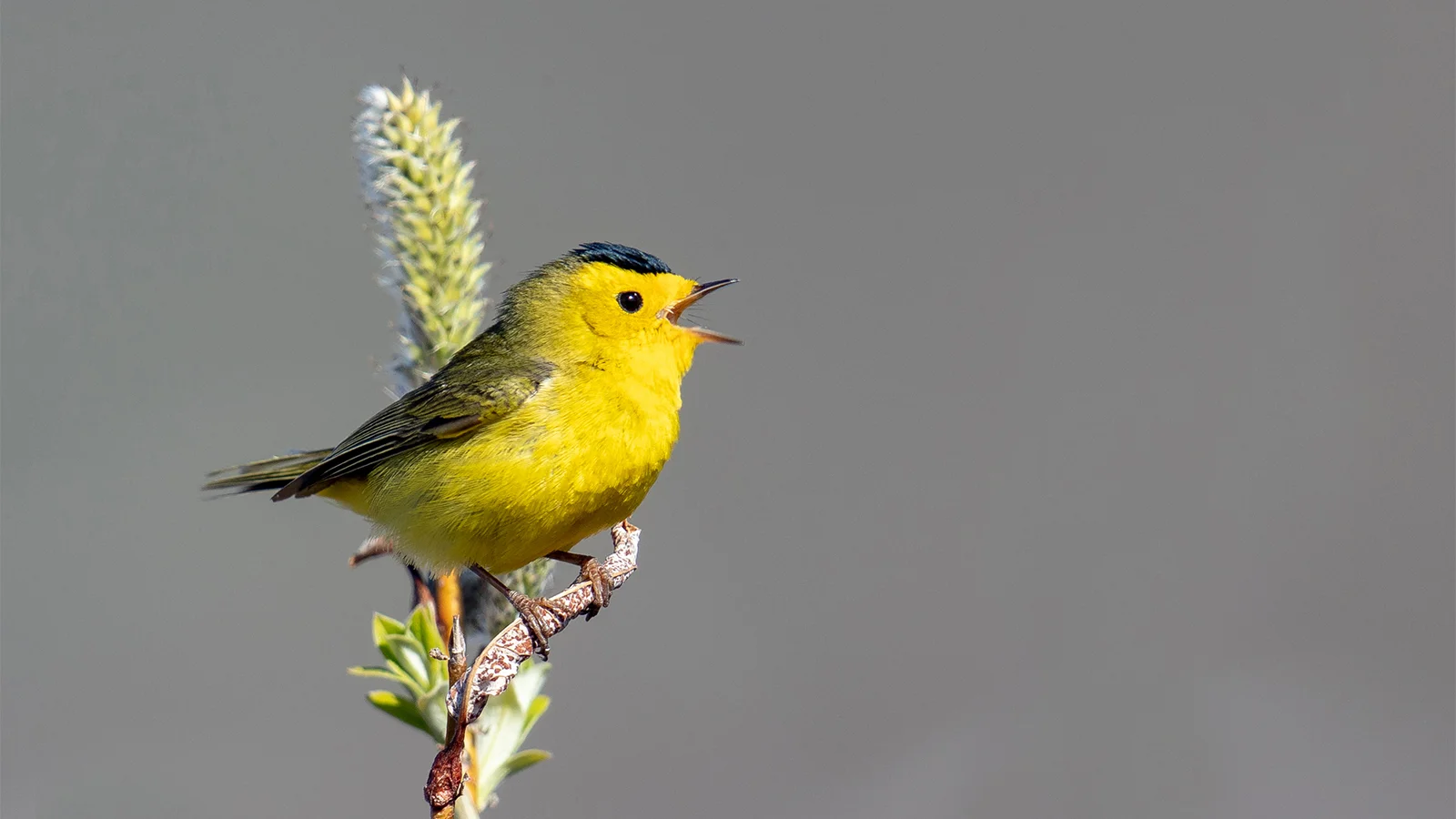 Wilson’s Warbler by Mick Thompson