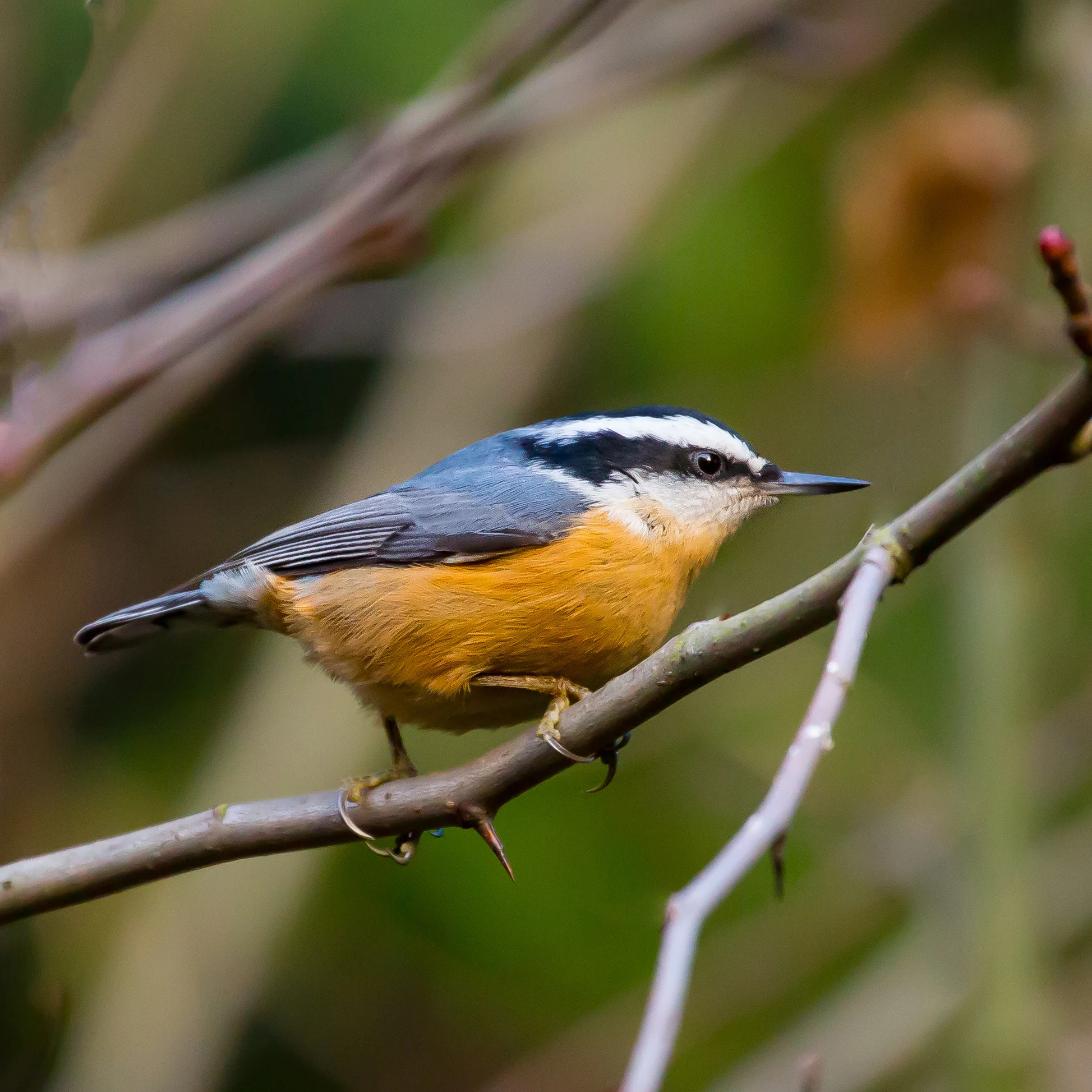 PC: Mick Thompson (Red-breasted Nuthatch)