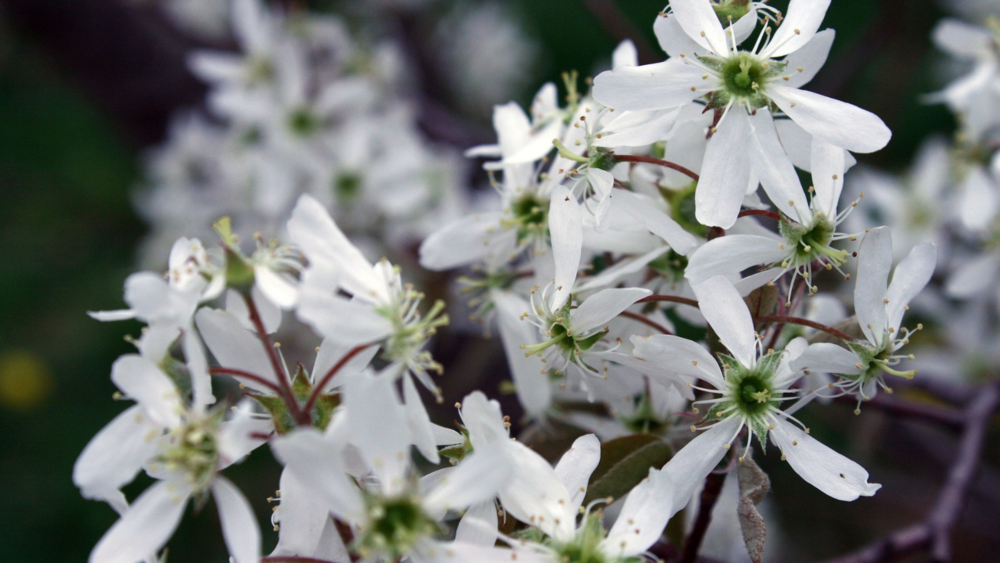 Native Plant Walks at Juanita Bay Park