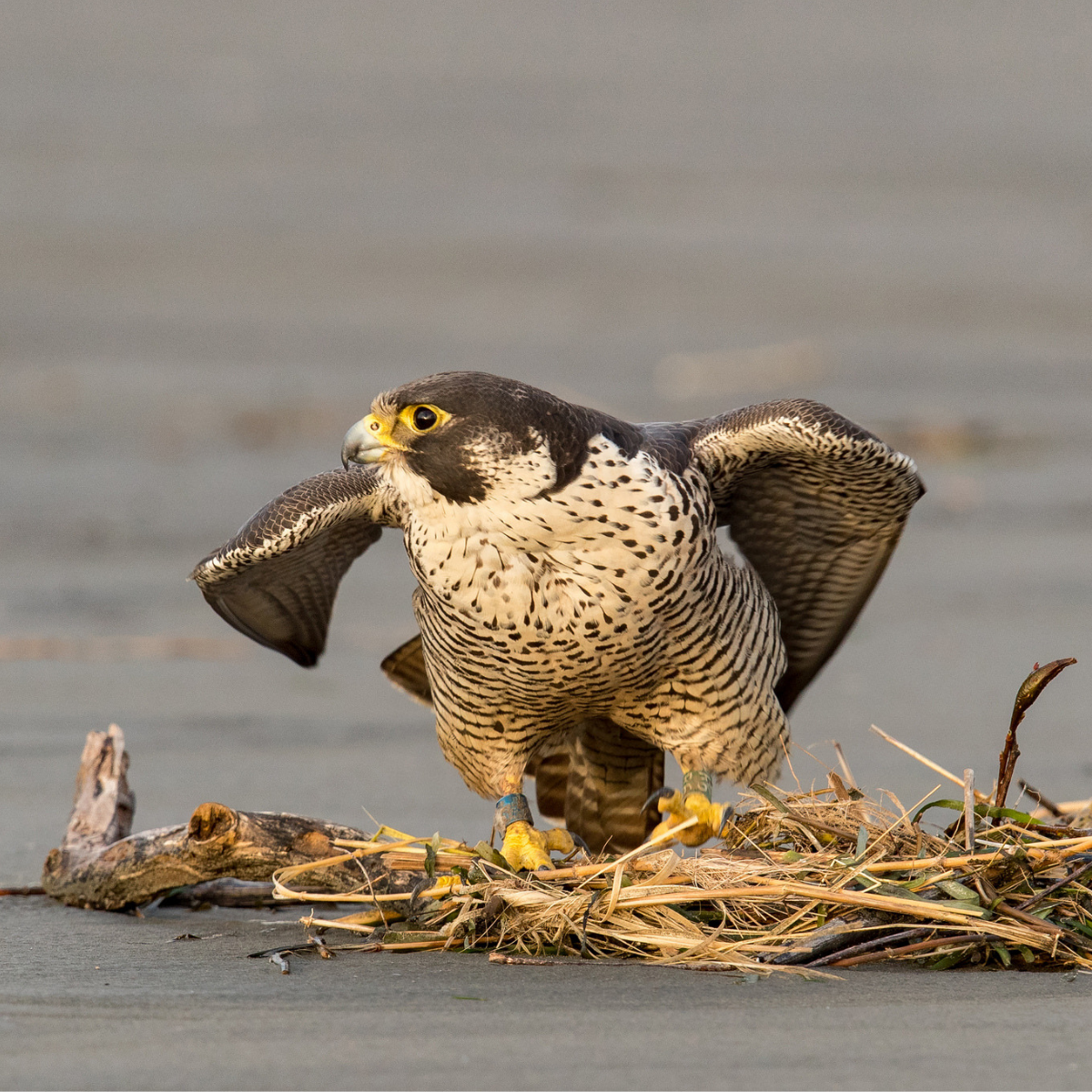 RAPTORS OF NORTH AMERICA ADULT EDUCATION COURSE — Eastside Audubon Society