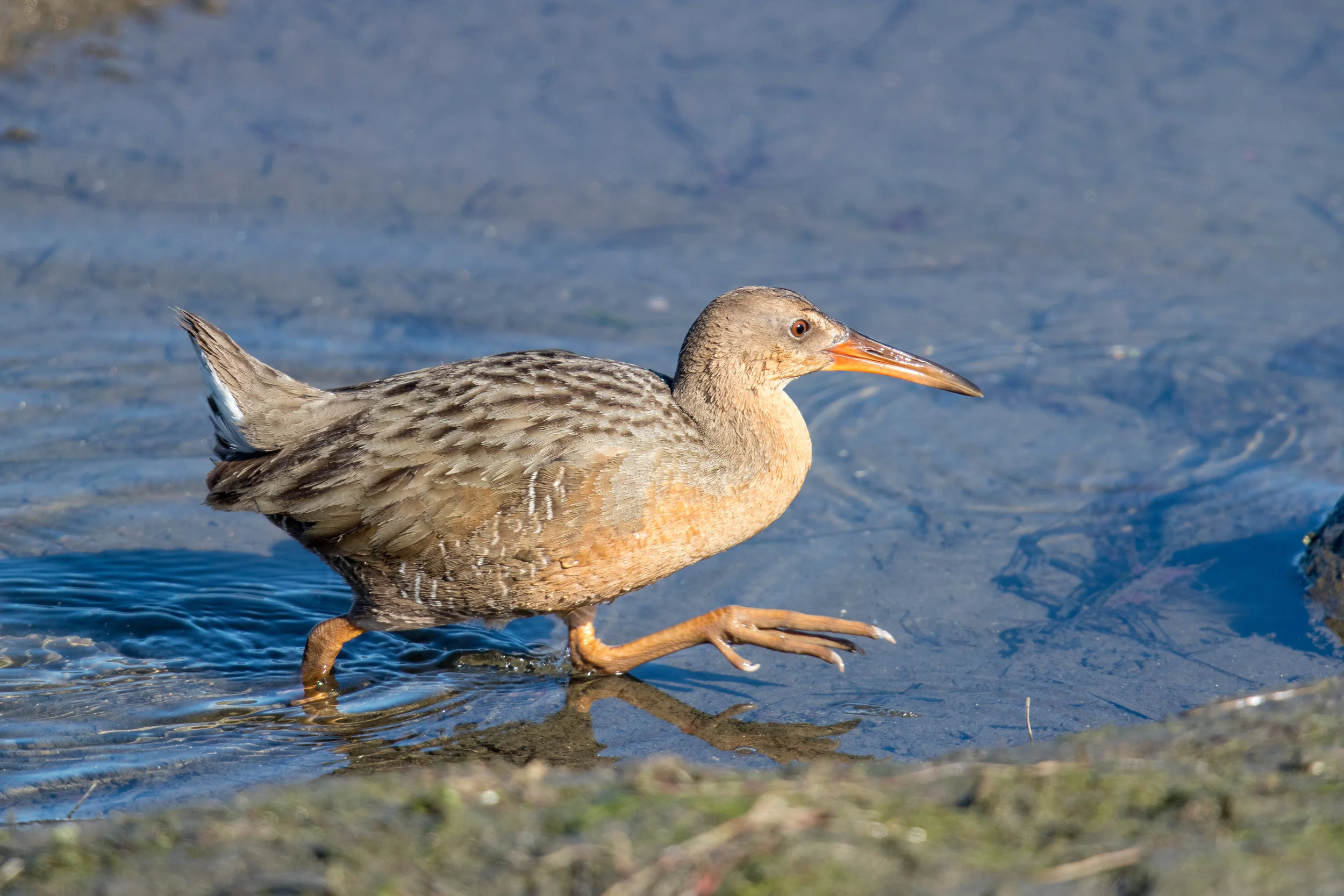 PC: Mick Thompson (Virginia Rail)