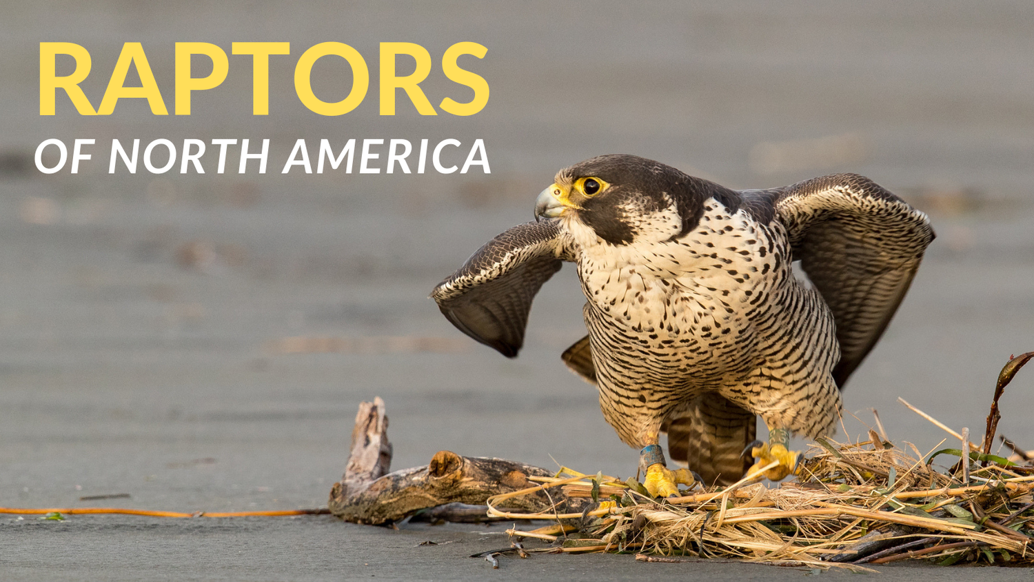 RAPTORS OF NORTH AMERICA ADULT EDUCATION COURSE — Eastside Audubon Society