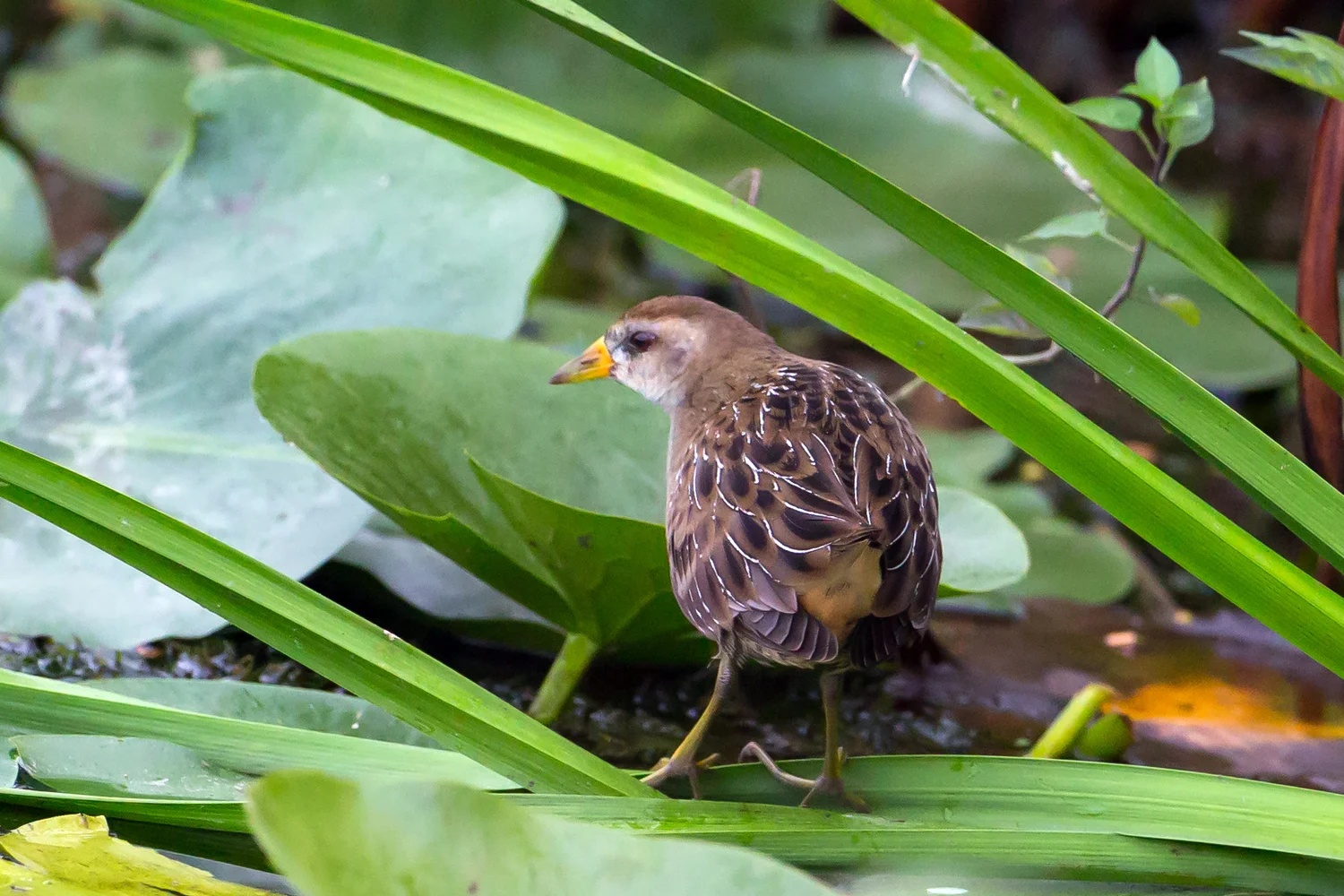 What Bird Makes 3 Whistles: Discover the Mystery Sound