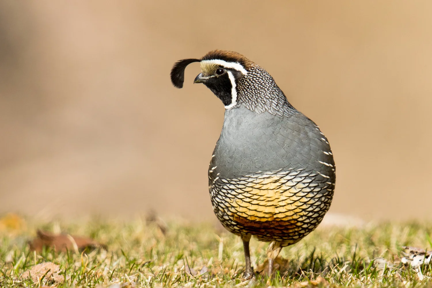 California Quail Feathers