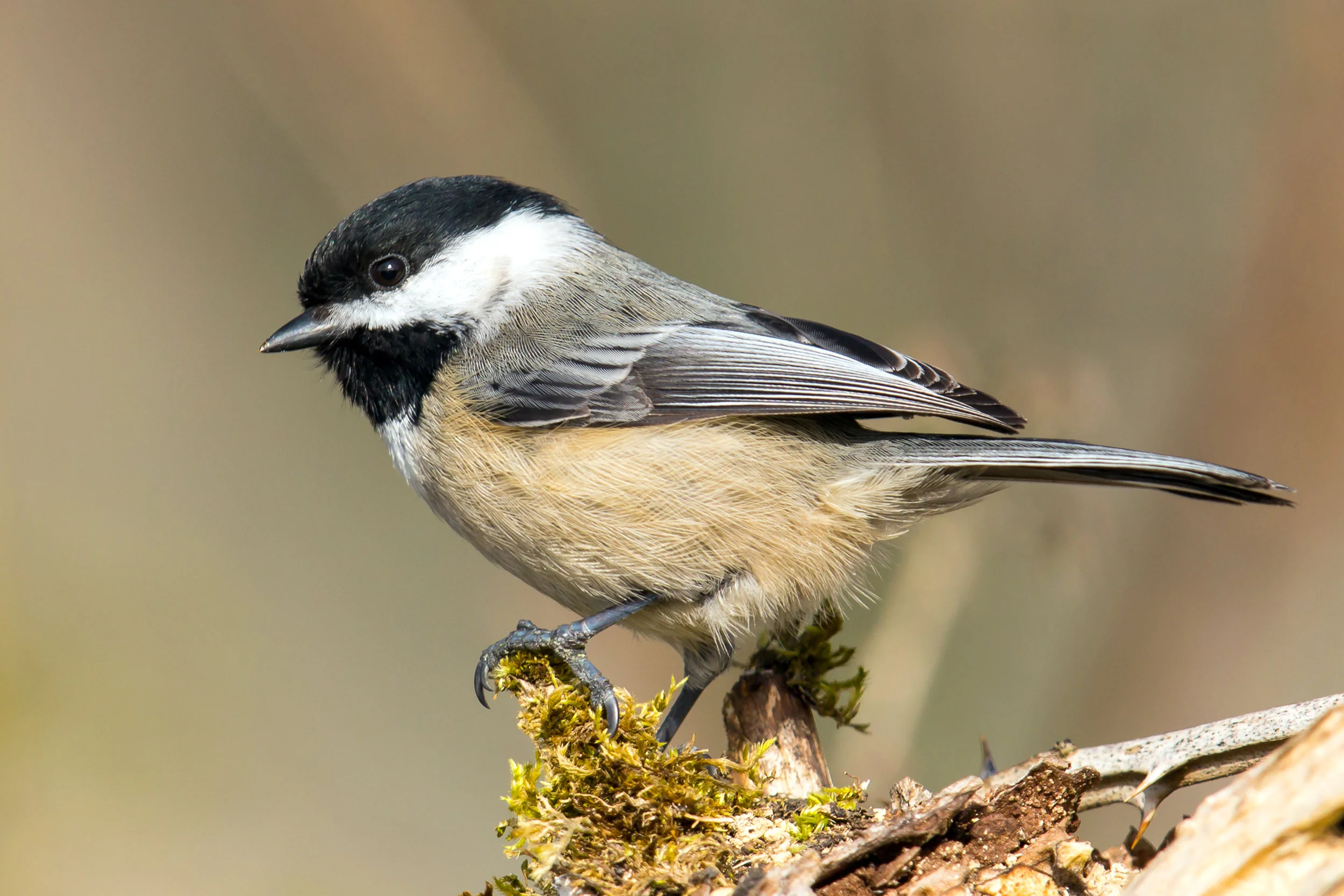 PC: Mick Thompson (Black-Capped Chickadee)