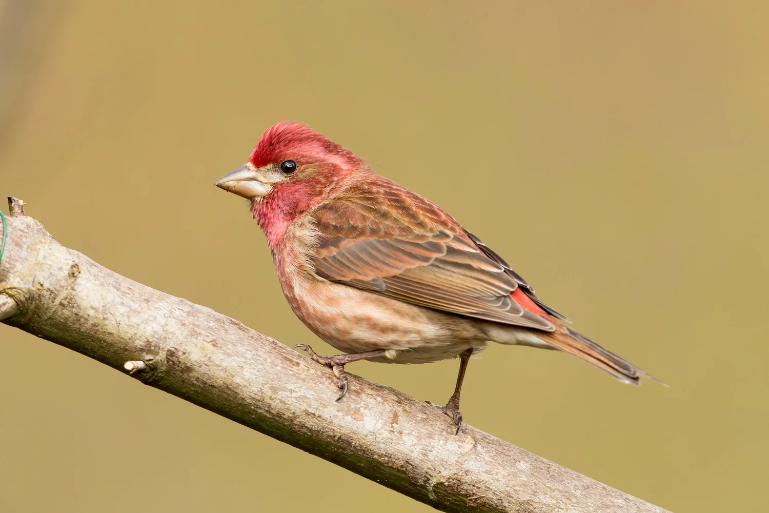 purple house finch song