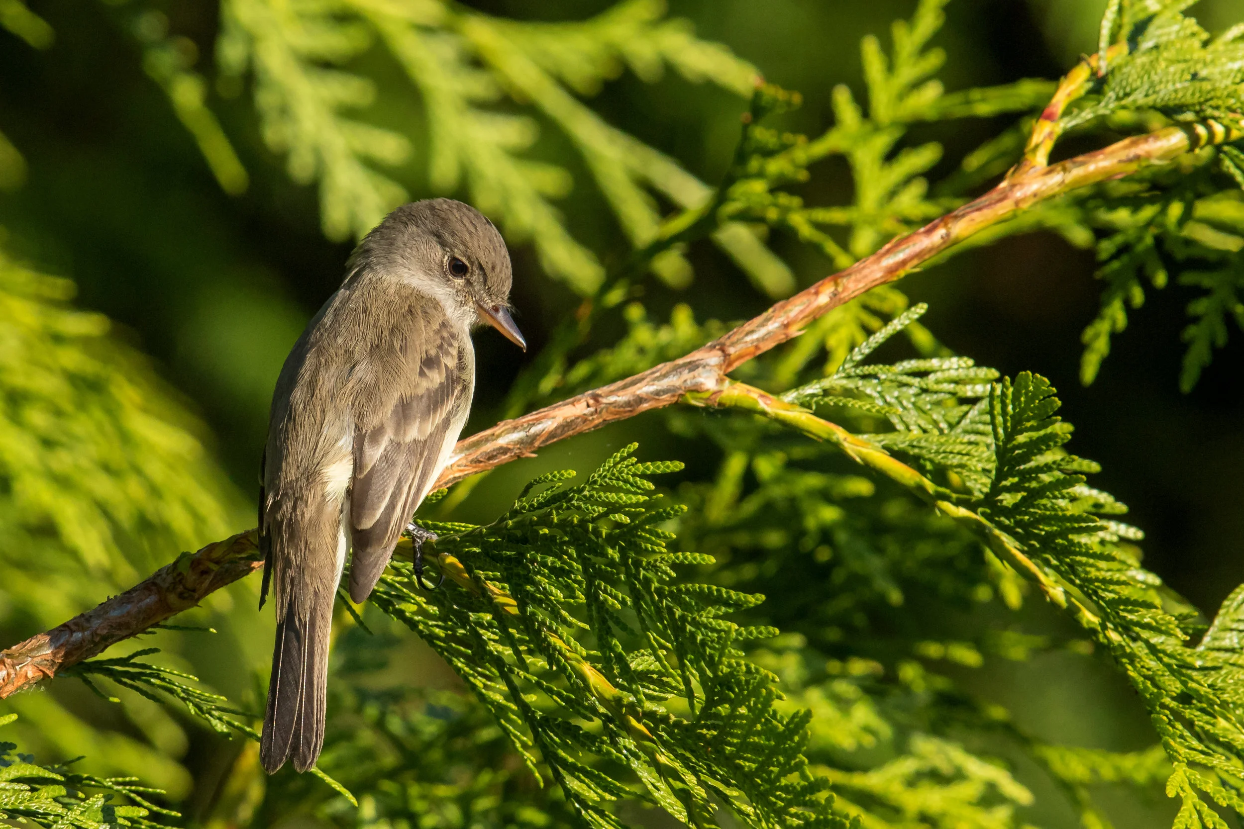 PC: Mick Thompson (Willow Flycatcher)