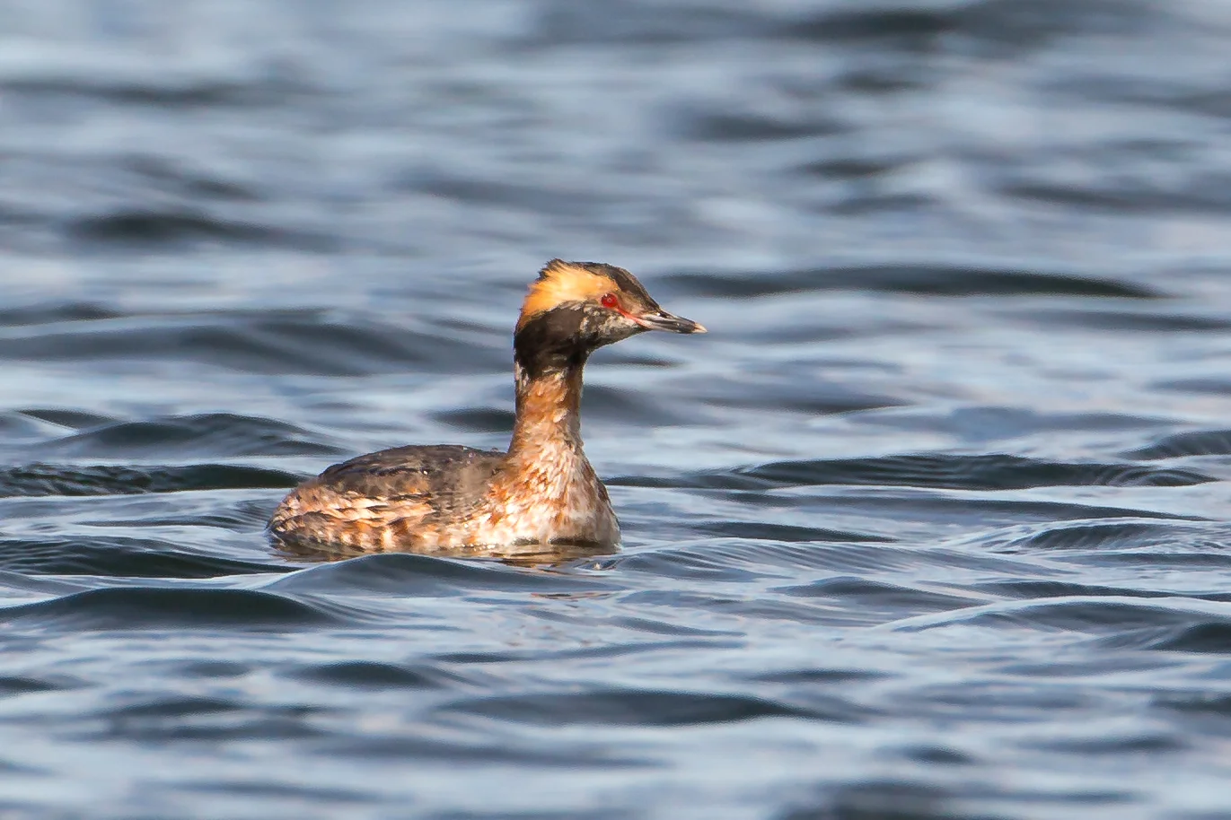 PC: Mick Thompson (Horned Grebe)