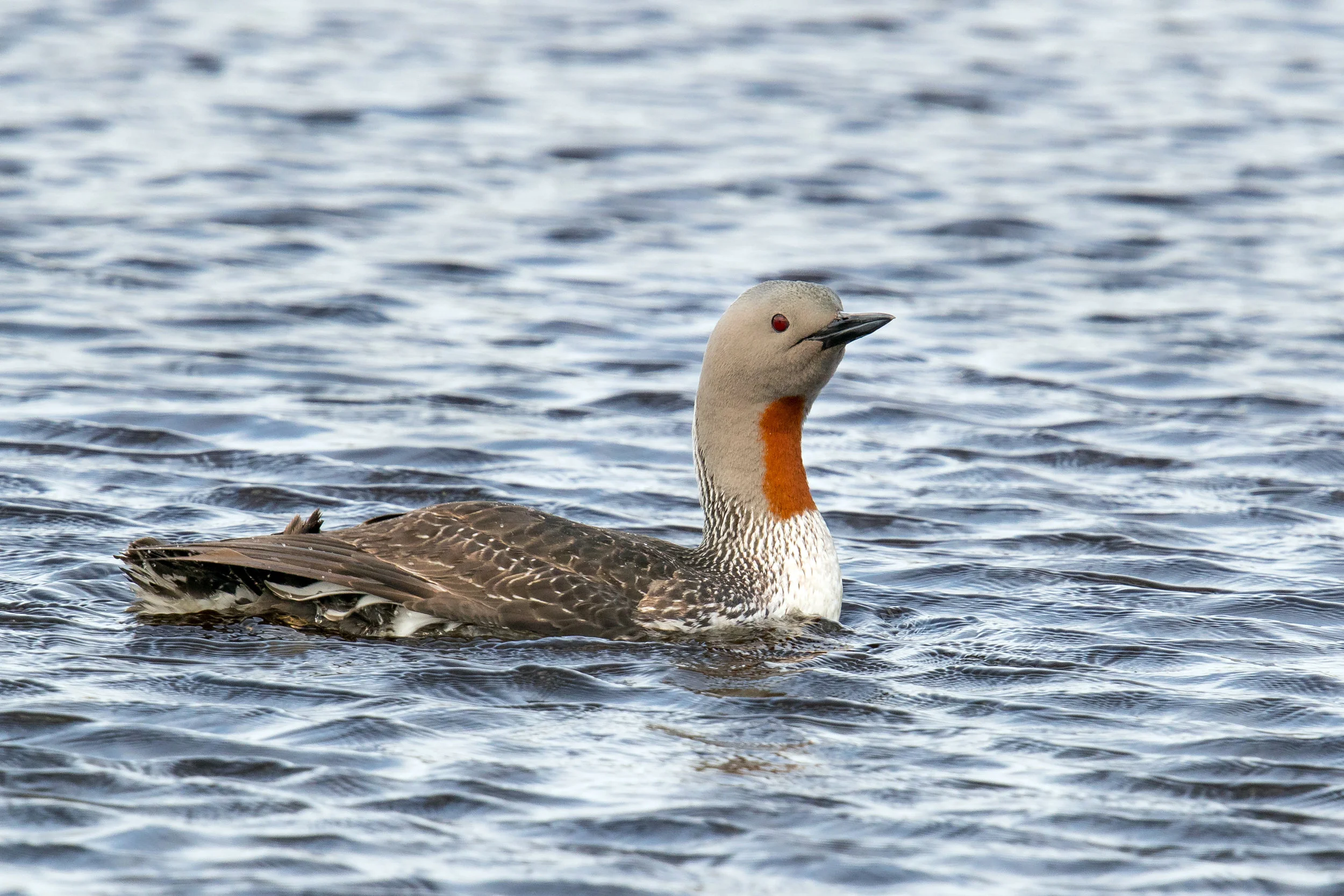 PC: Mick Thompson (Red-throated Loon)