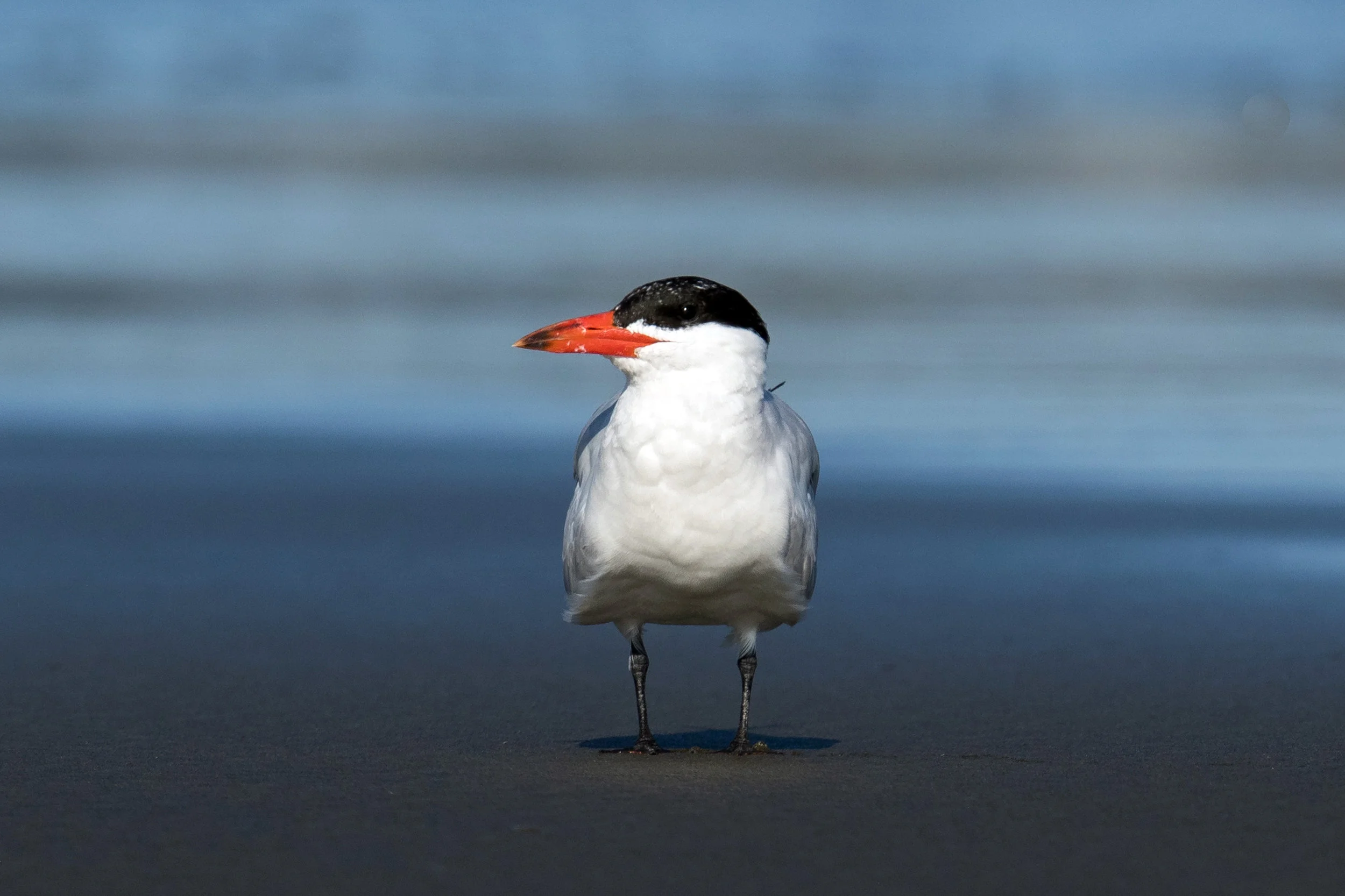 PC: Micl Thompson (Caspian Tern)