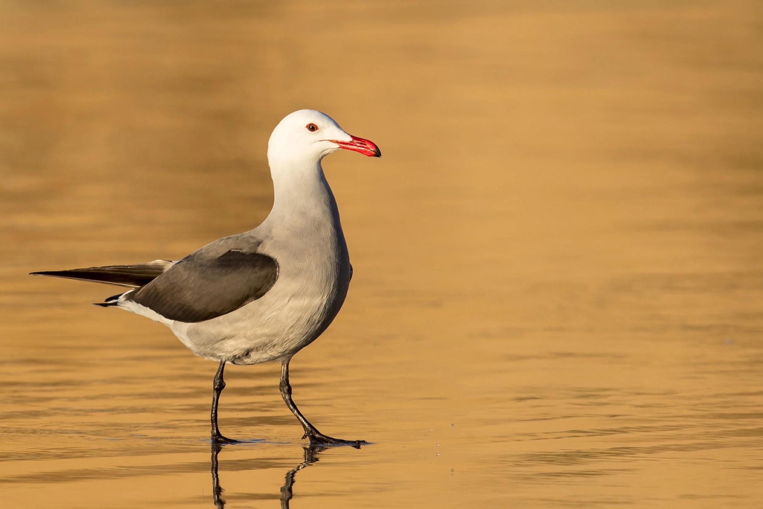 PC: Mick Thompson (Heermann’s Gull)