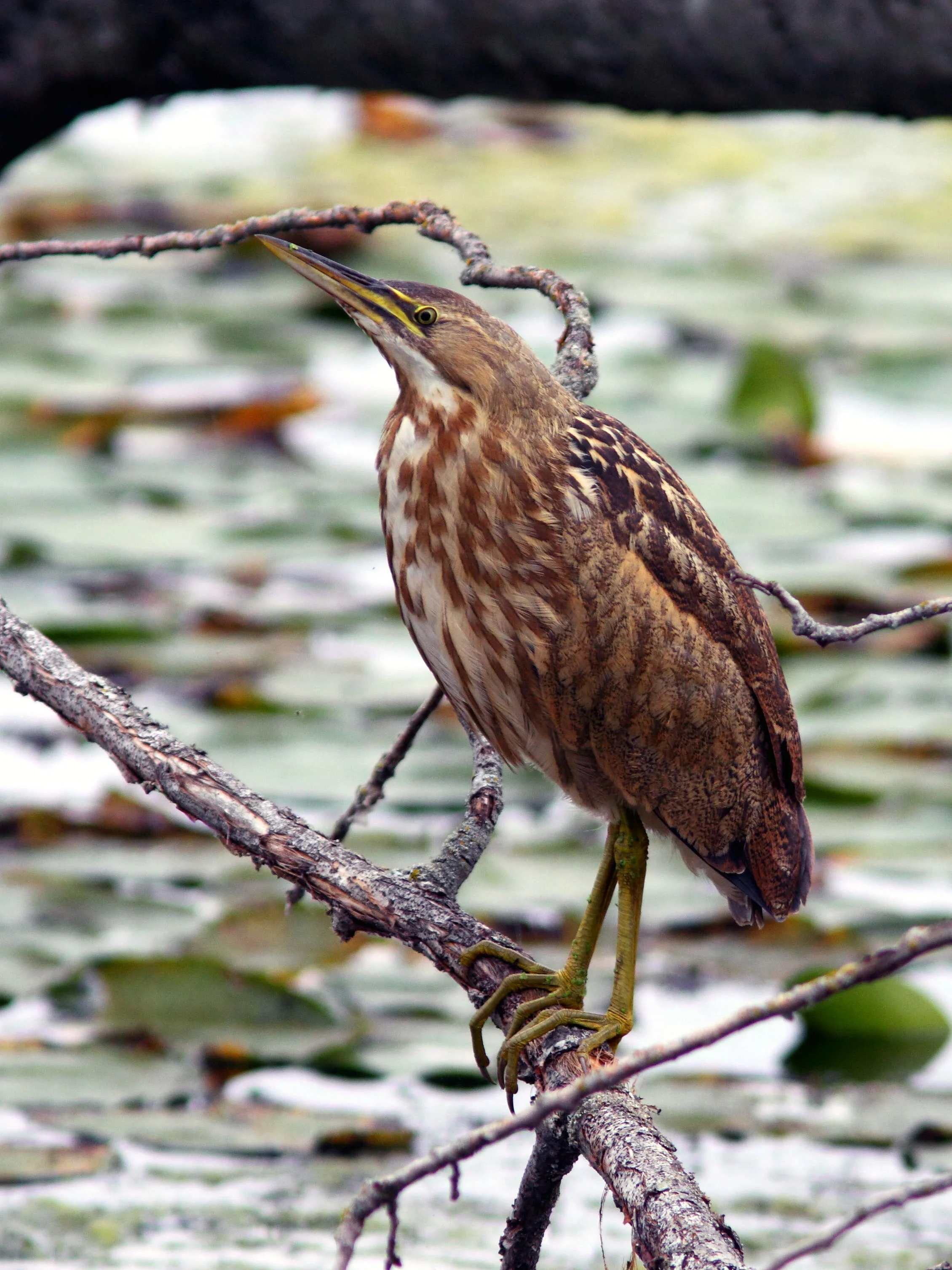 PC: Mick Thompson (American Bittern)
