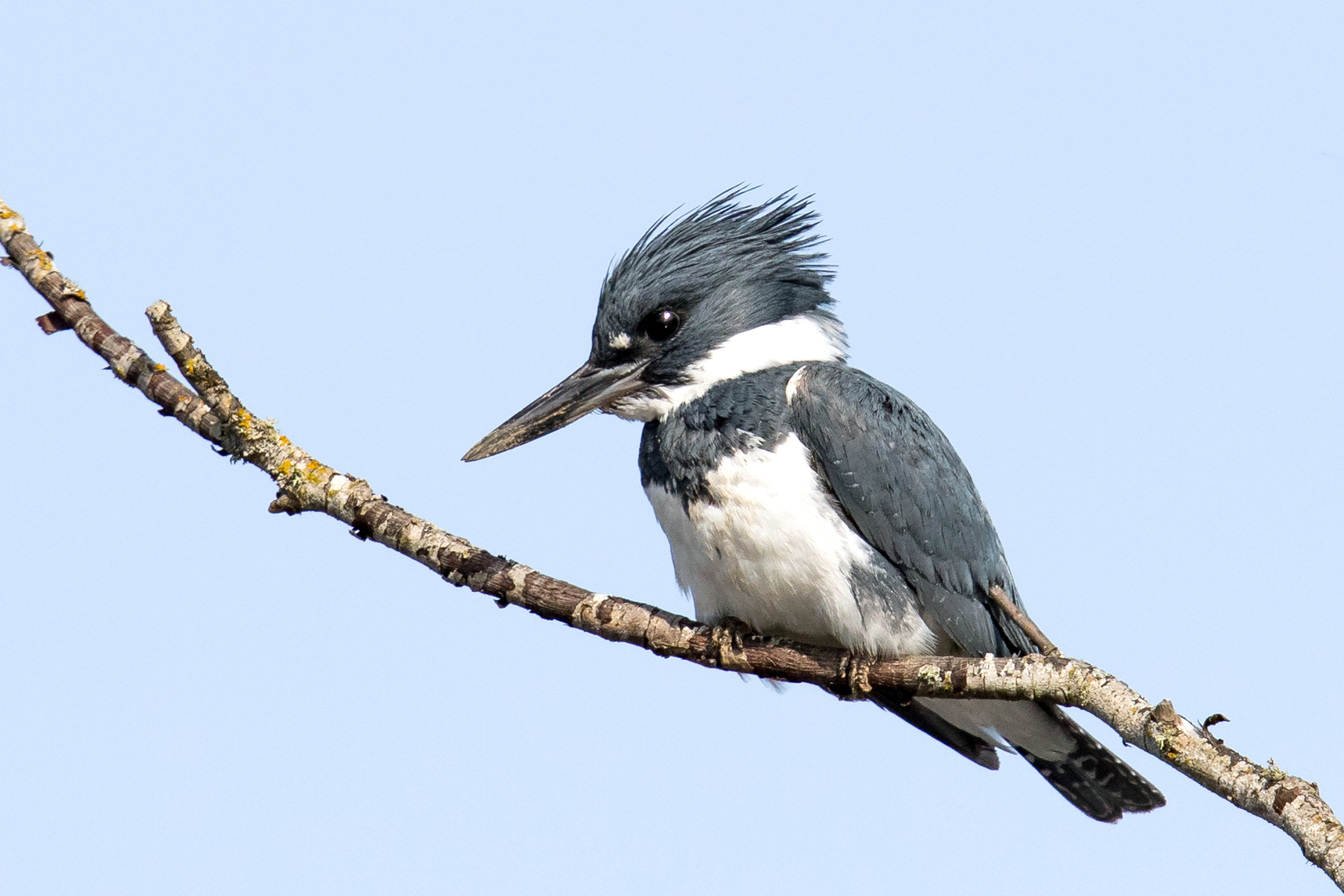 Belted Kingfisher — Eastside Audubon Society