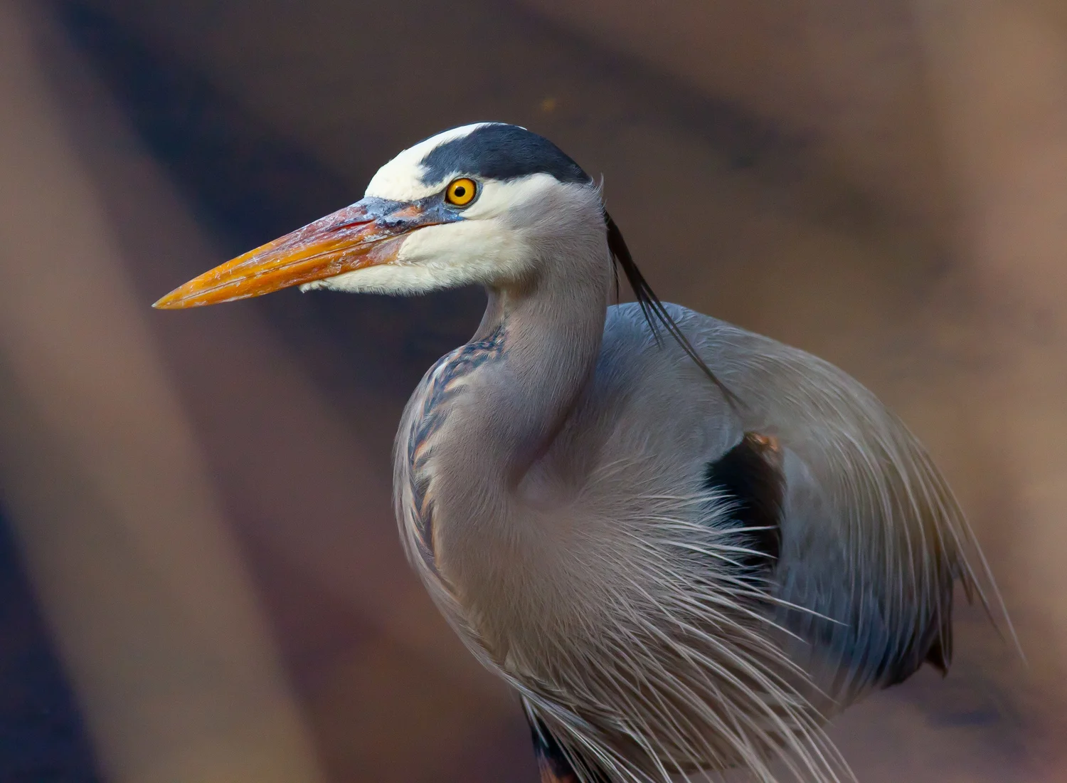 Blue Heron Bird Call: Unveiling Nature's Symphony