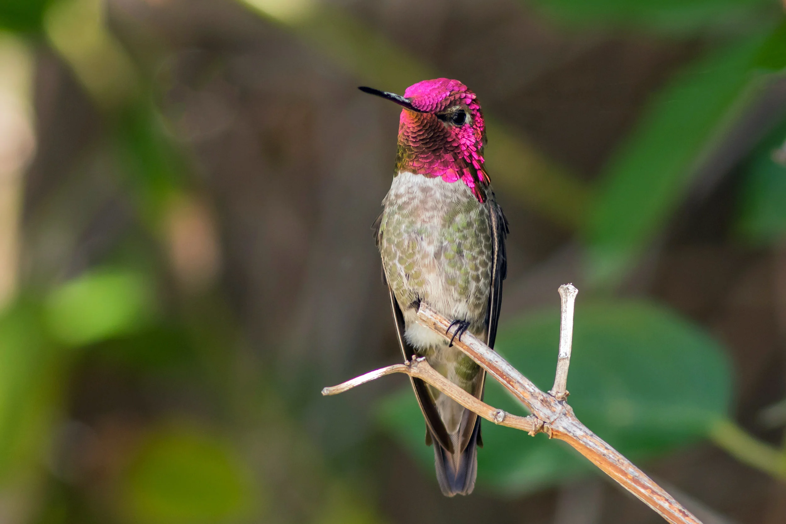 PC: Mick Thompson (Anna’s Hummingbird)