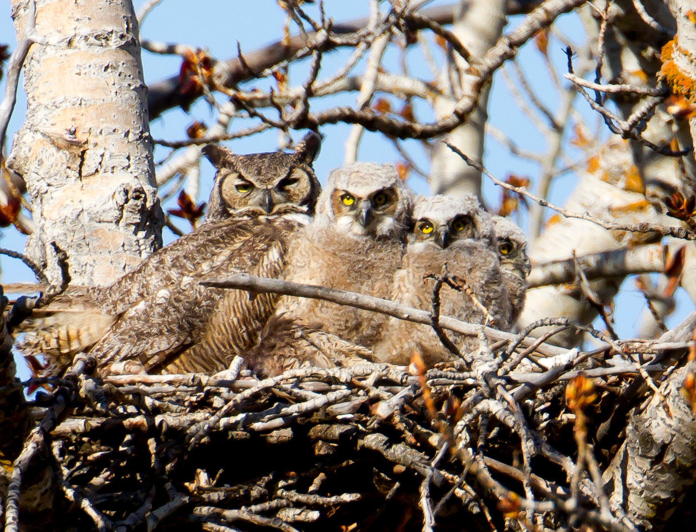 PC: Mick Thompson (Great Horned Owl)