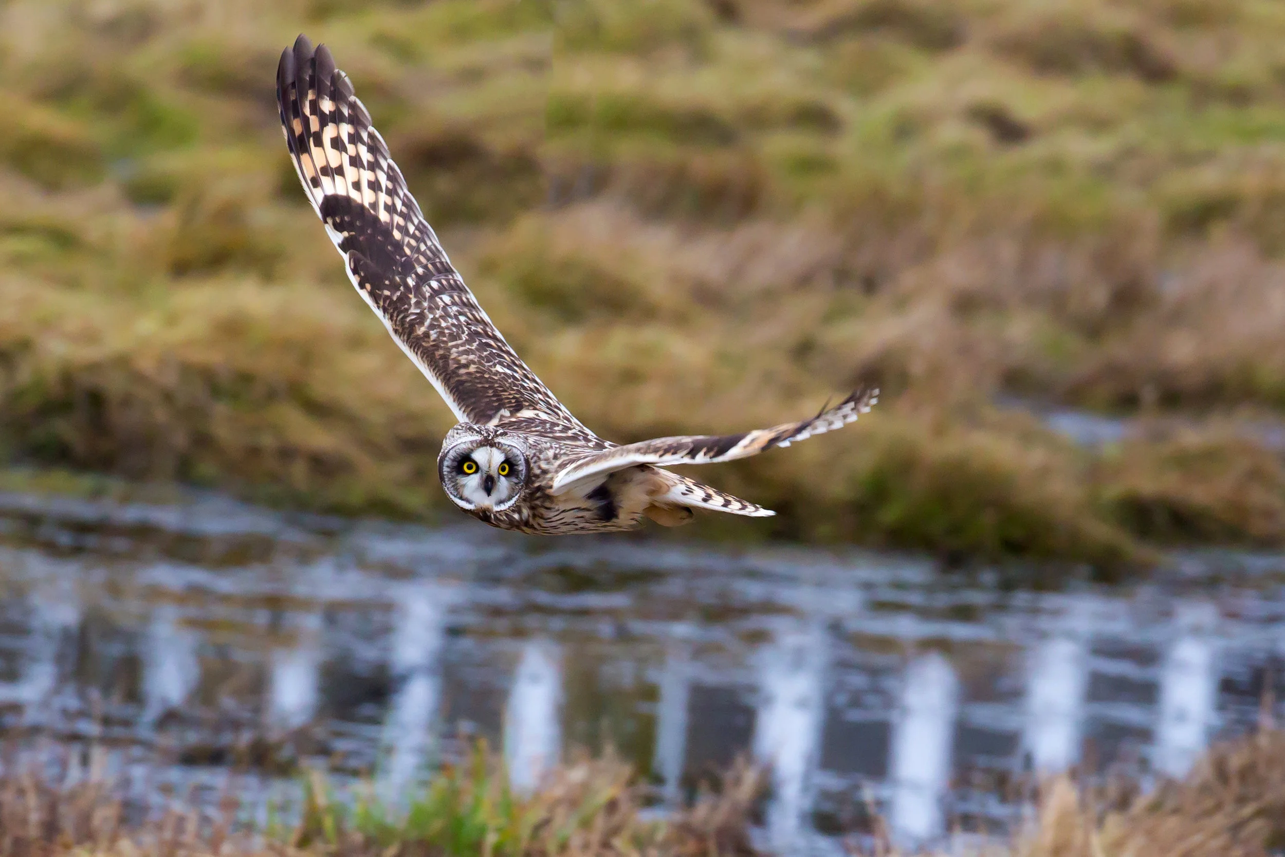 PC: Mick Thompson (Short-eared Owl)