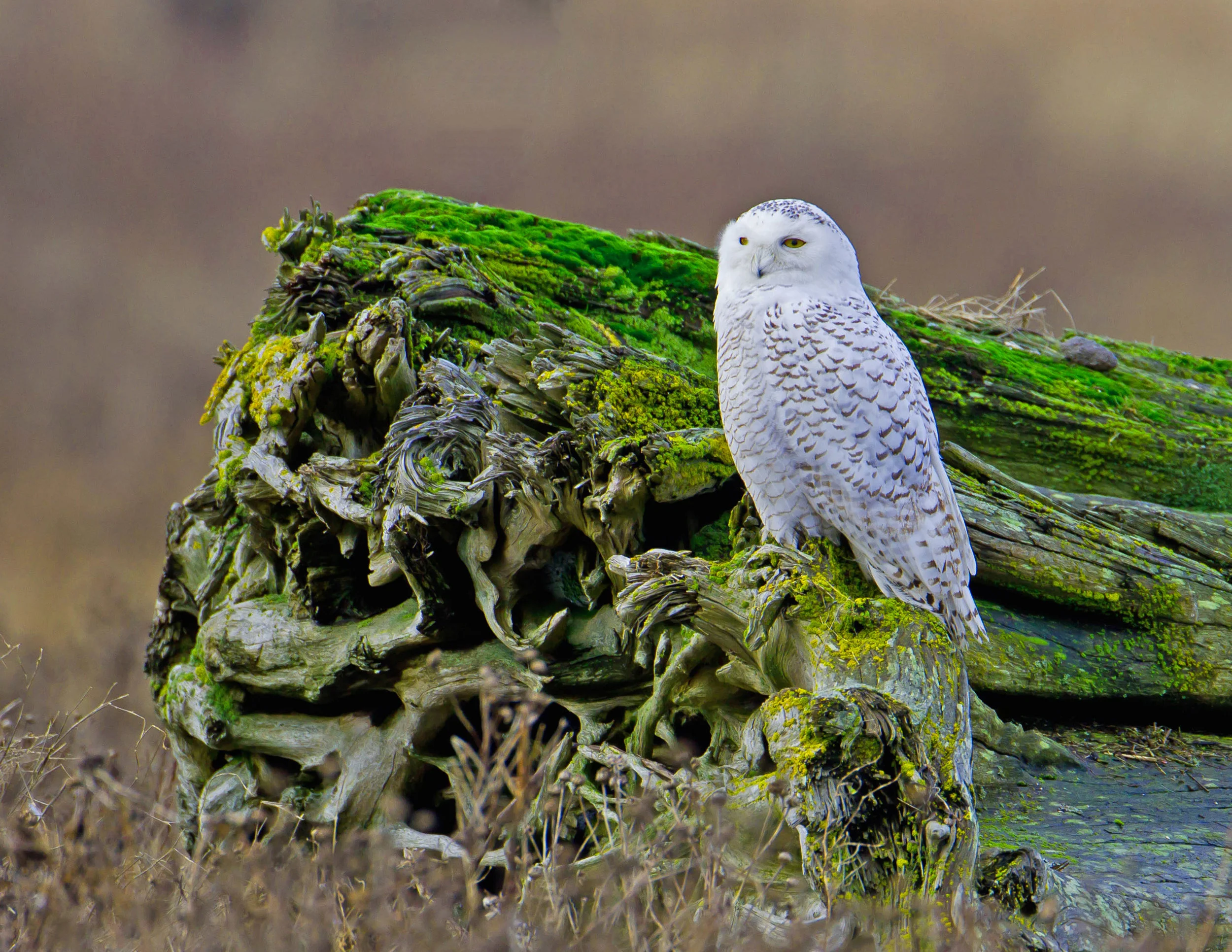 PC: Mick Thompson (Snowy Owl)