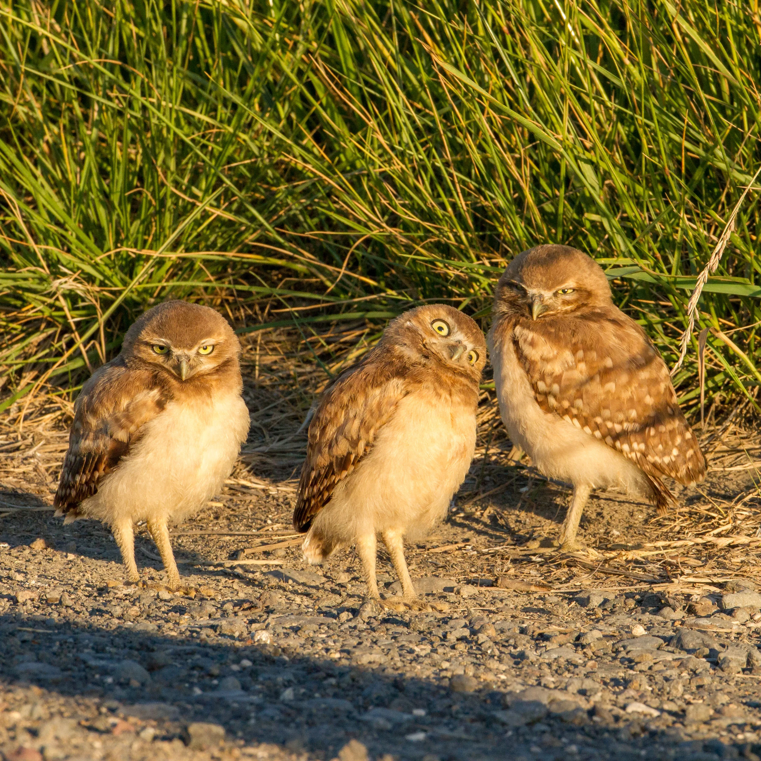 PC: Mick Thompson (Burrowing Owls)