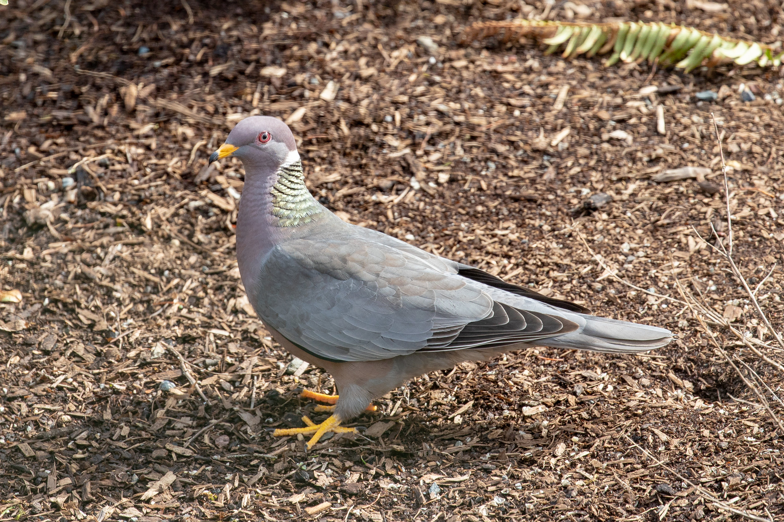 2016—R.I.P. Band-tailed Pigeon – In Focus Daily