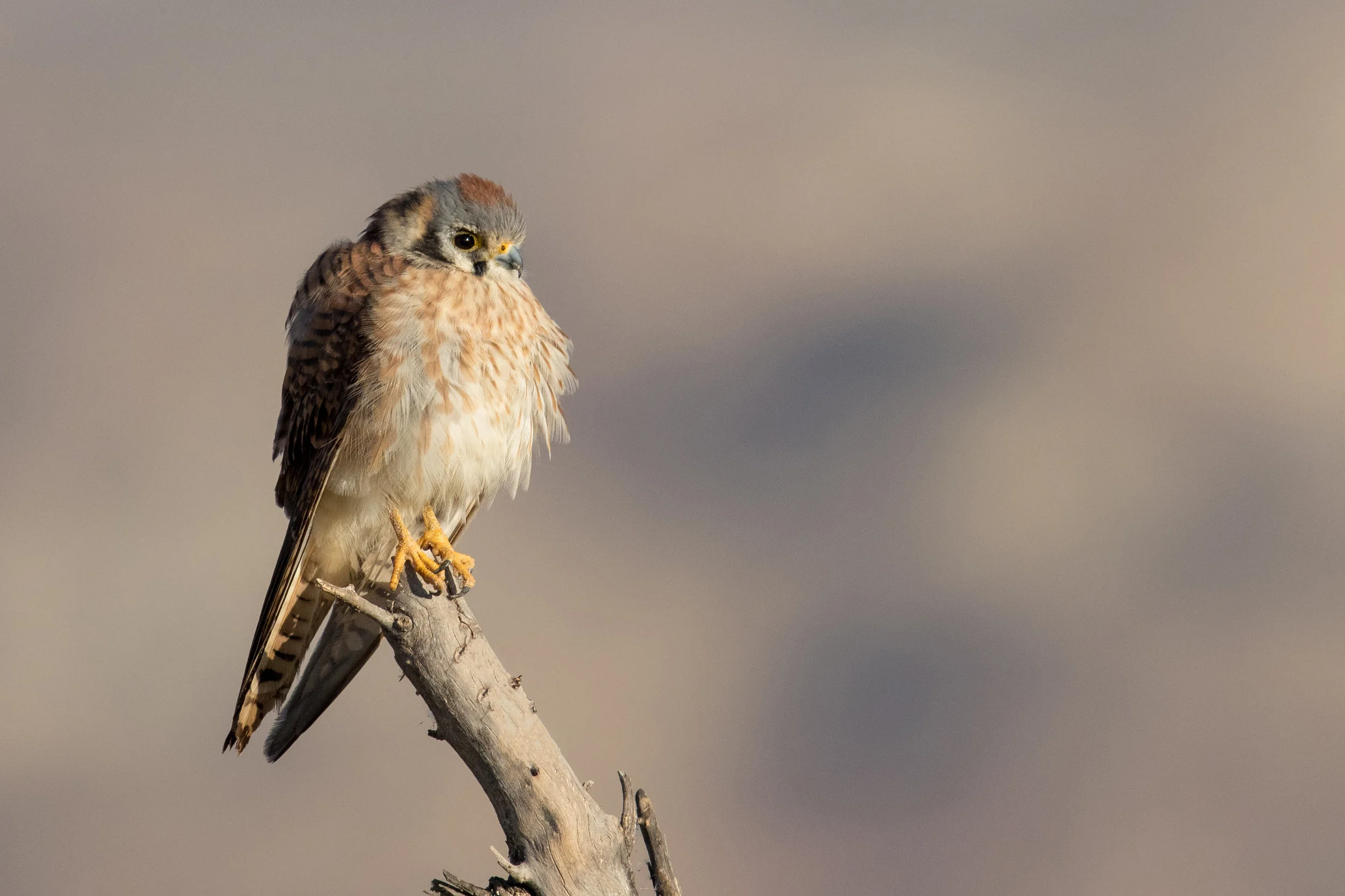 PC: Mick Thompson (American Kestrel)
