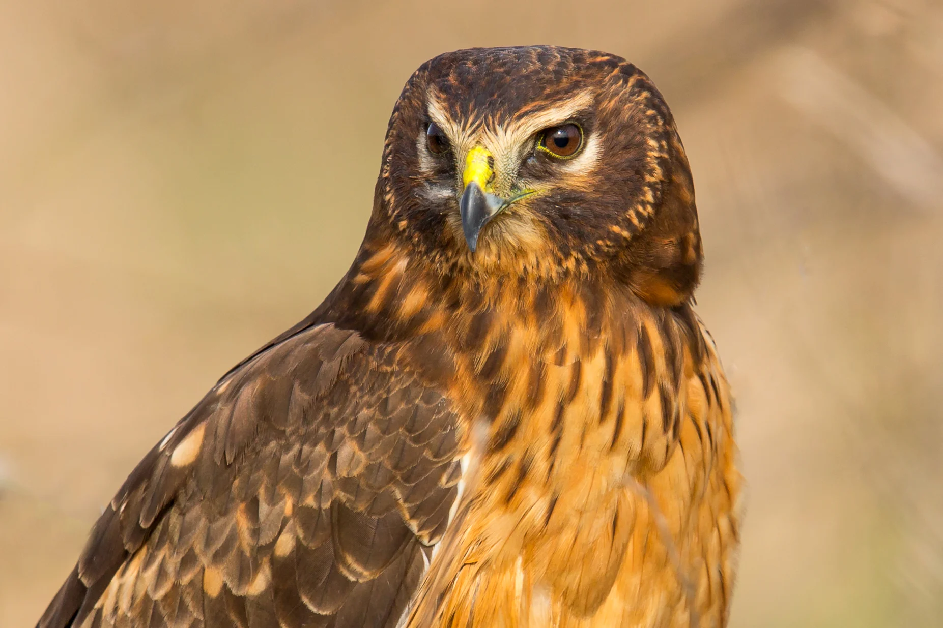 PC: Mick Thompson (Northern Harrier)
