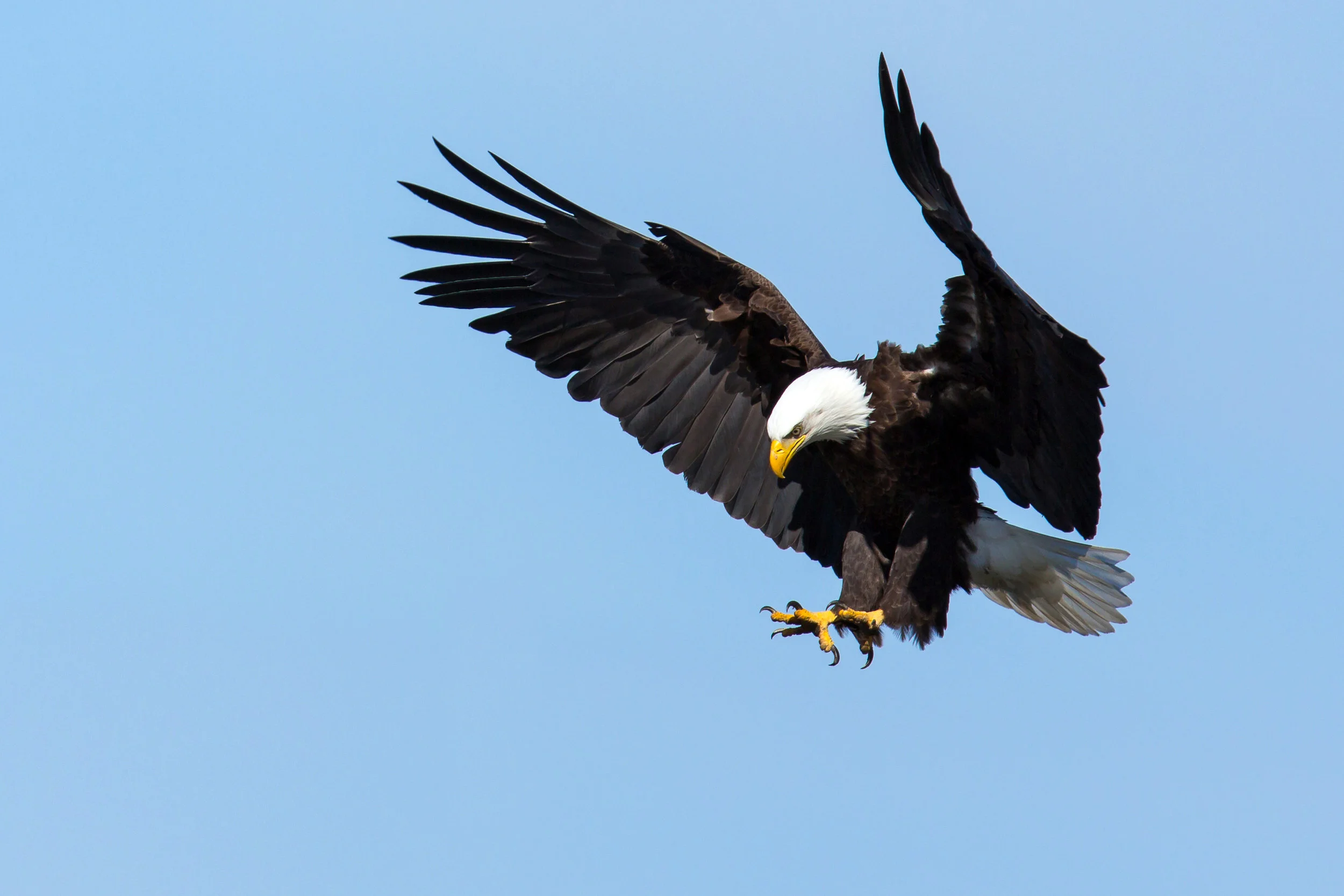 PC: Mick Thompson (Bald Eagle)