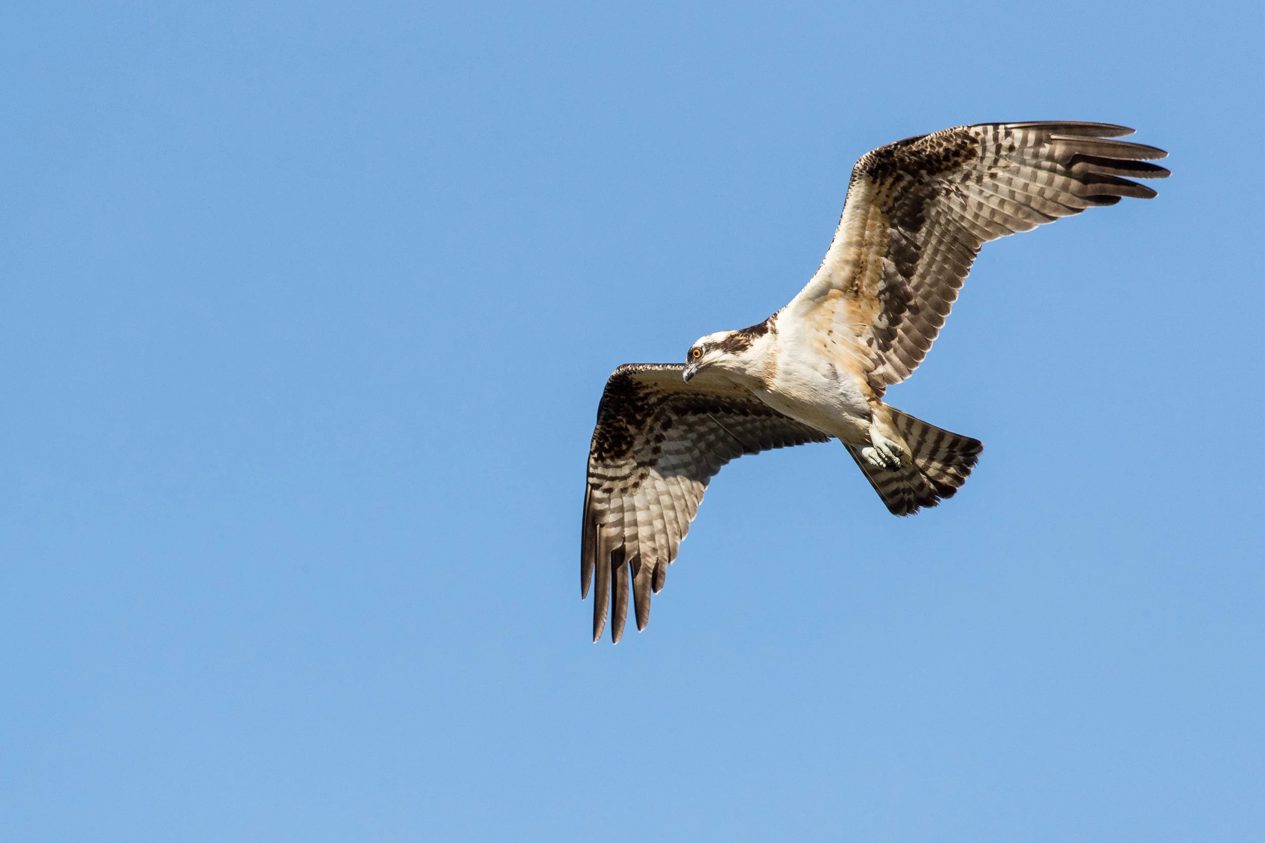 Osprey