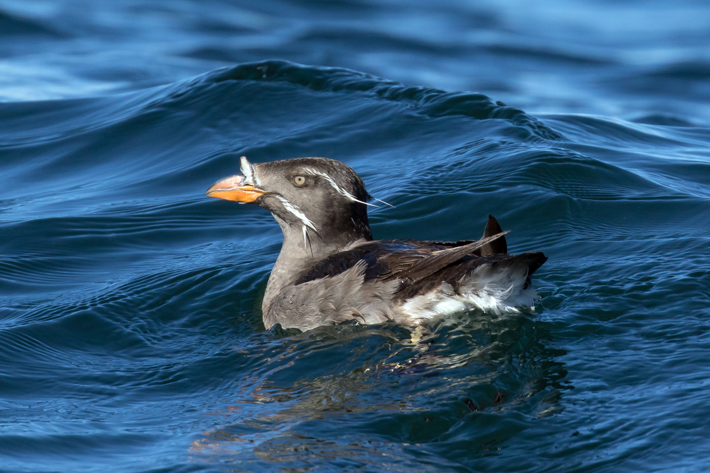 PC: Mick Thompson (Rhinoceros Auklet)