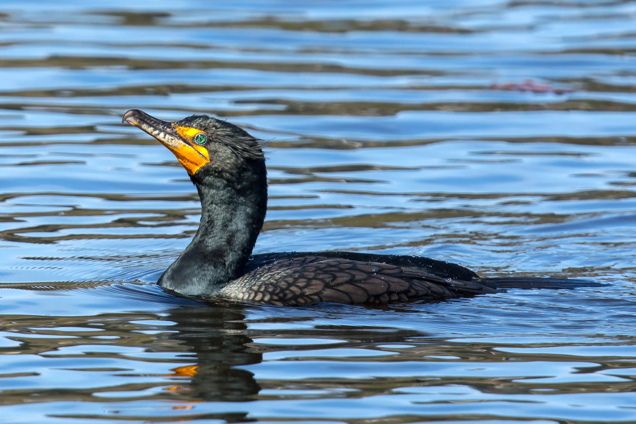 PC: Mick Thompson (Double-crested Cormorant)